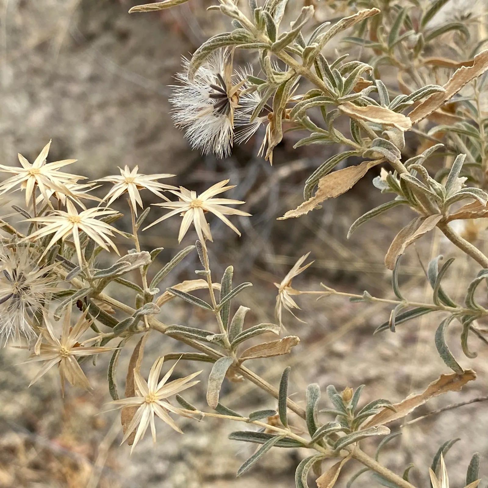 Brickellbush. (Brickellia Californica) — less conspicuous but equally charming; adding texture and variety to landscapes, image 79