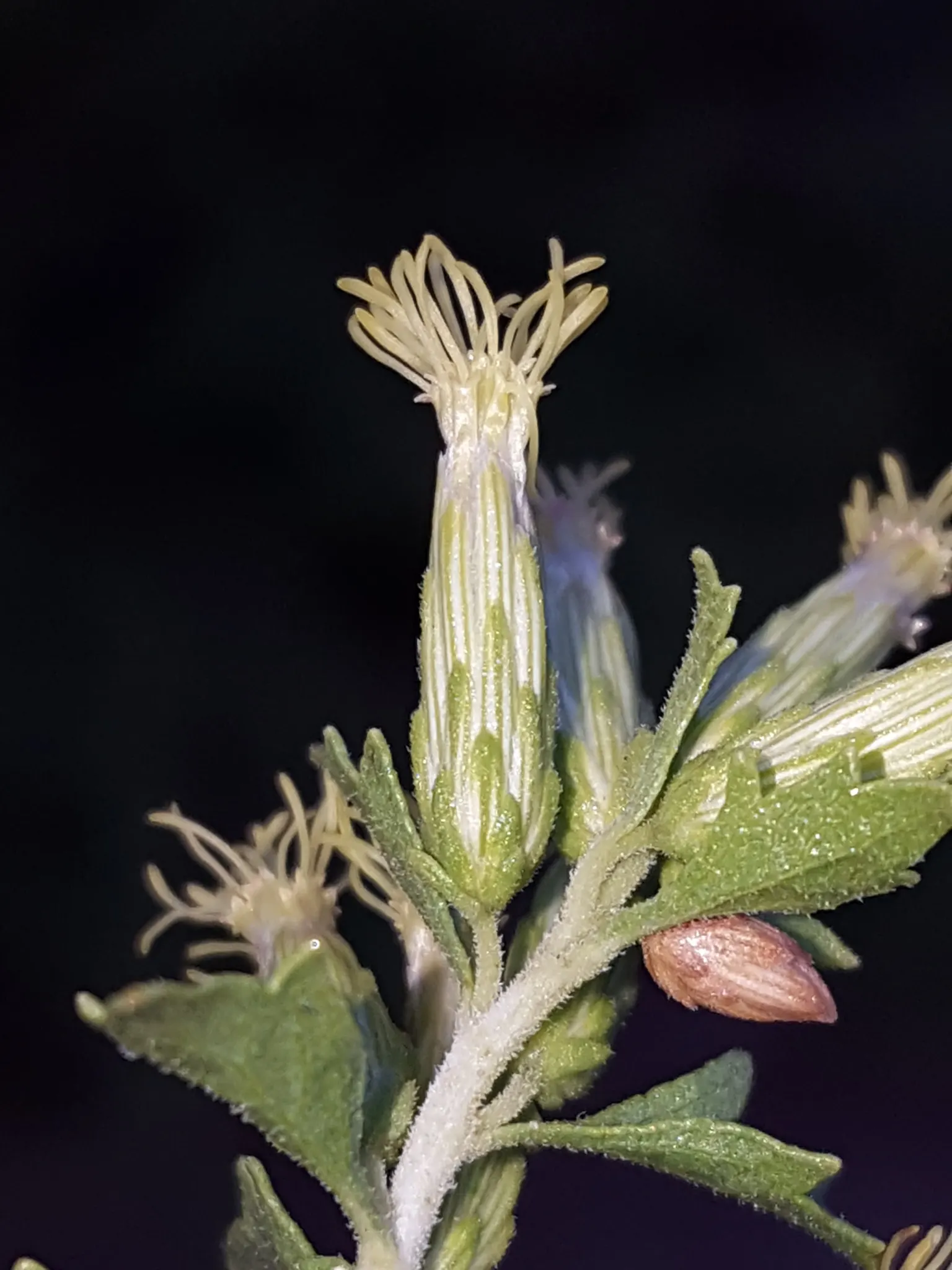 Brickellbush. (Brickellia Californica) — shrub for full; contributing to a diverse