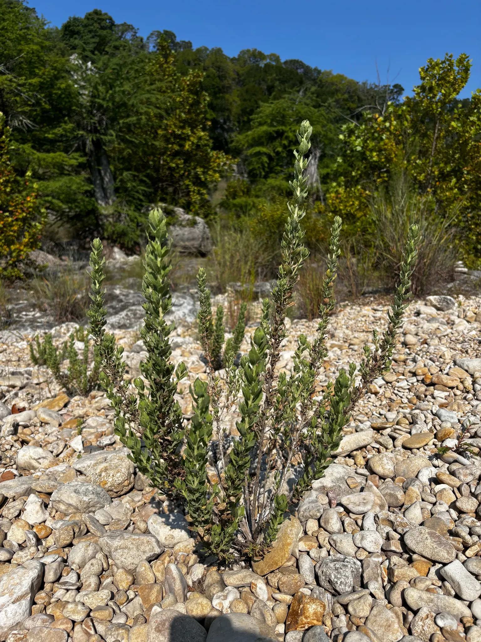 Brickellbush. (Brickellia Californica) — which are typically 1 to 3 inches long; less conspicuous but equally charming, image 76