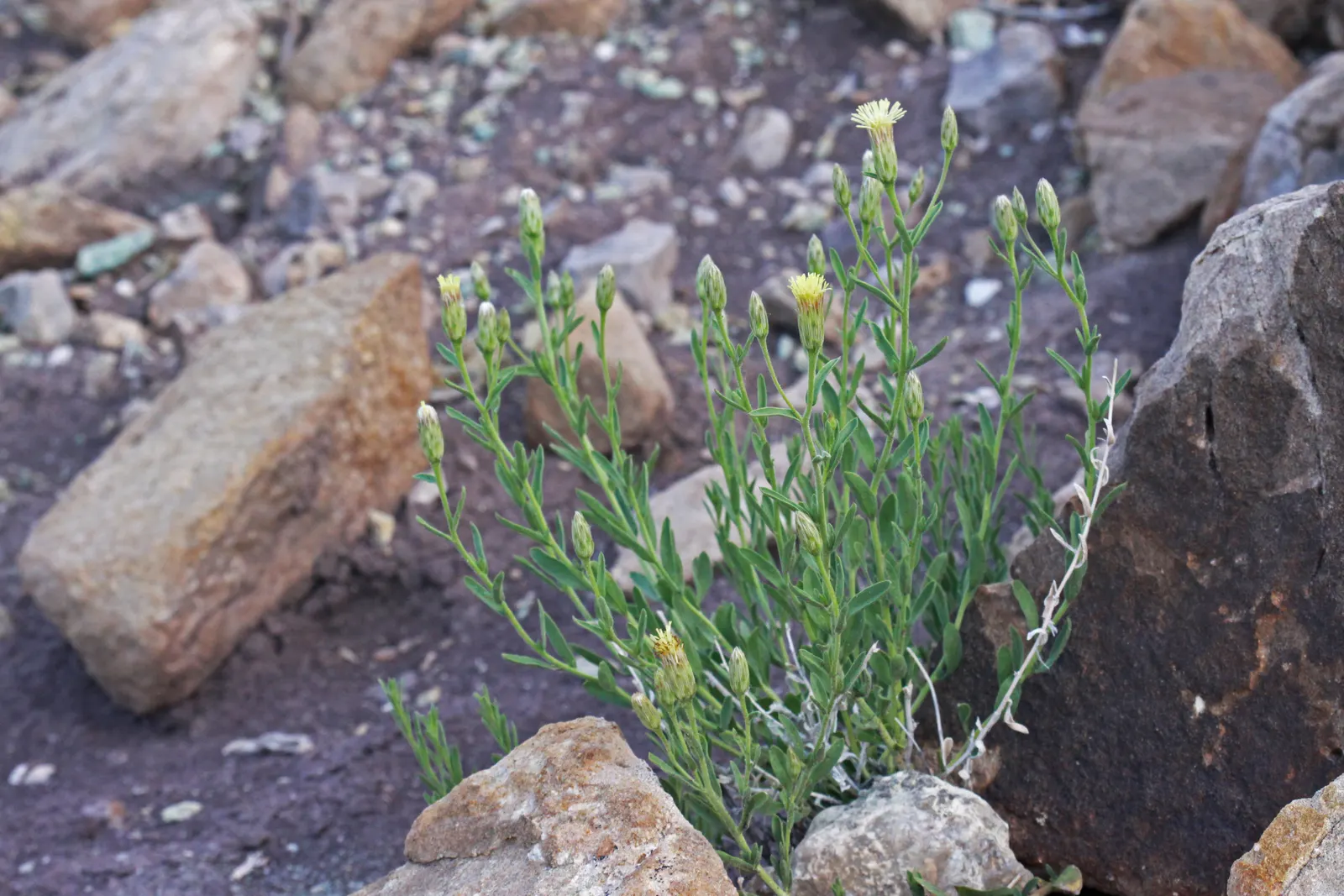 Brickellbush. (Brickellia Californica) — adding texture and variety to landscapes; is a perennial shrub native to the southwestern United States, image 70