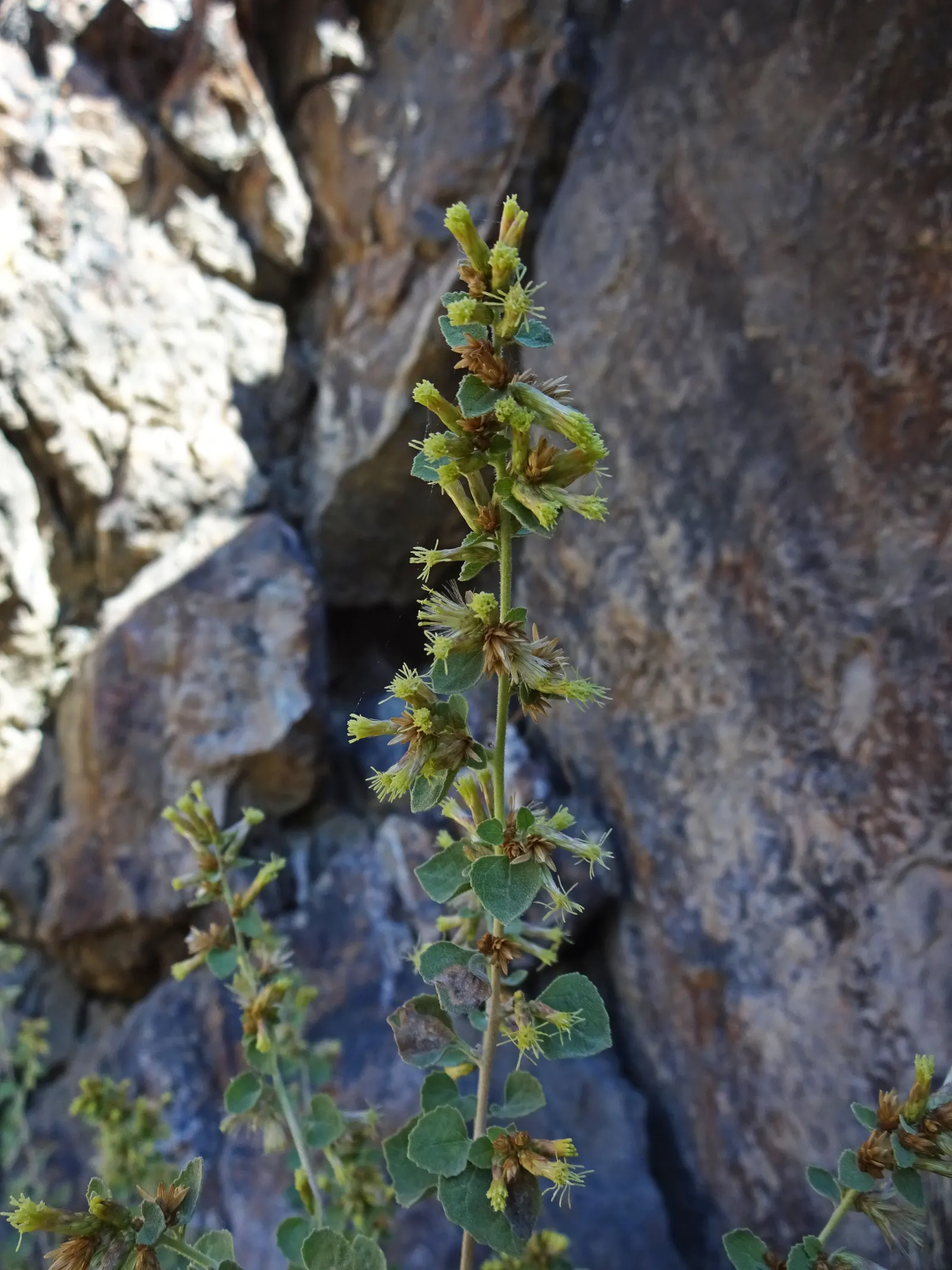 Brickellbush. (Brickellia Californica) — A member of the Asteraceae family; leveraging its flexible size which ranges from 2 to 4 feet in height, image 71