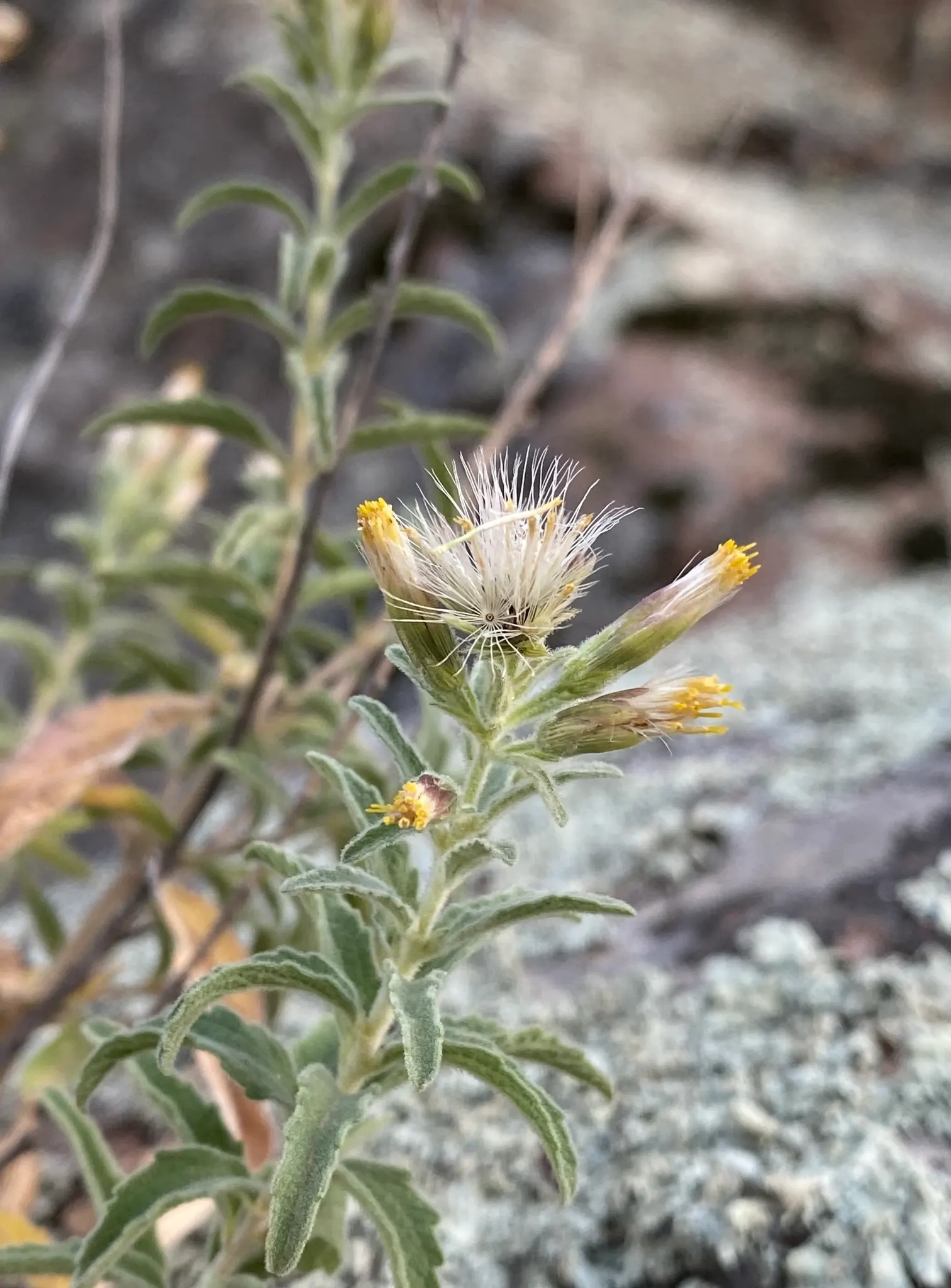 Brickellbush. (Brickellia Californica) — Its woody stems are adorned by ovate leaves; especially butterflies.<br><br>In your landscape design, image 75