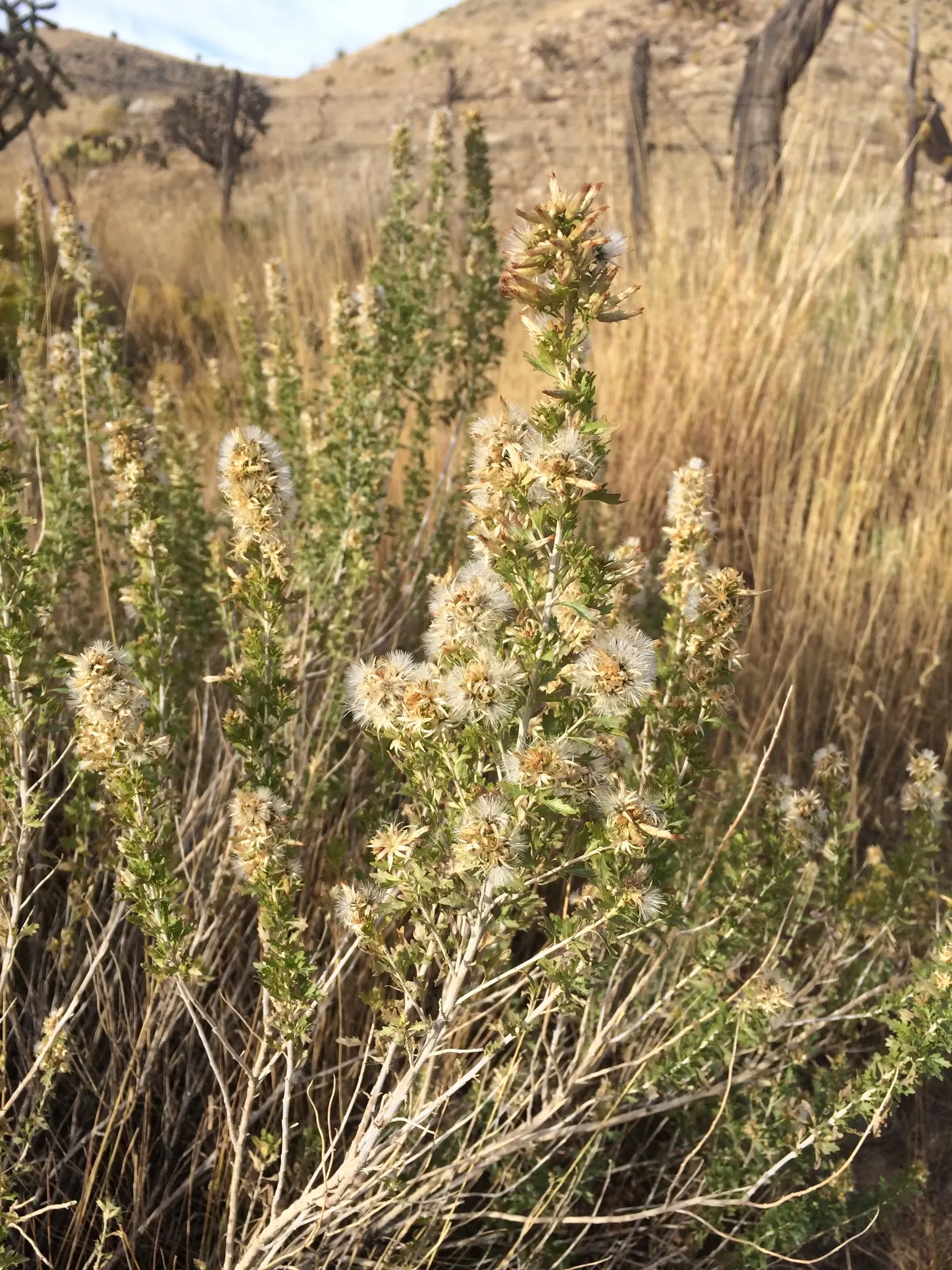 Brickellbush. (Brickellia Californica) — This hardy plant stands between 2 to 4 feet tall, boasting lush, olive-green leaves