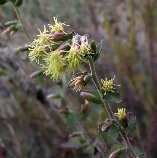 Brickellbush. (Brickellia Californica) — yellow flowers in the garden