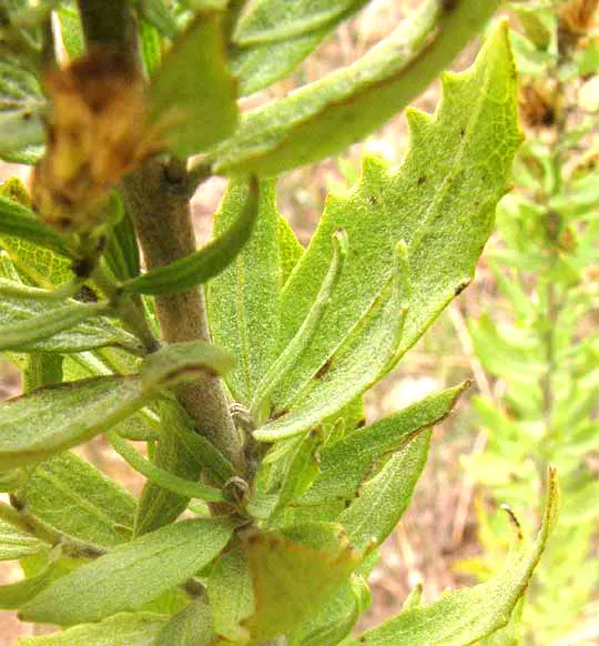 Brickellbush. (Brickellia Californica) — attracting pollinators like butterflies