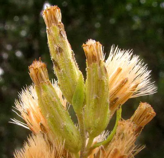 Brickellbush. (Brickellia Californica) — scientifically known as Brickellia californica