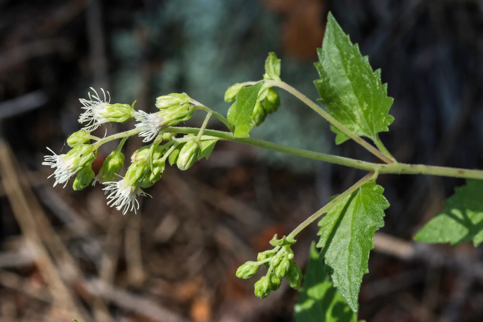 Brickellbush. (Brickellia Californica) — Brickellbush (Brickellia californica) is a charming shrub native to southwestern U.S