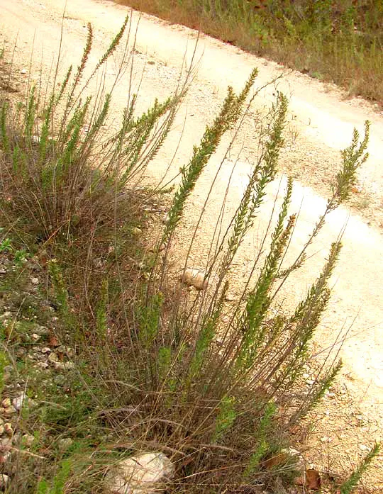 Brickellbush. (Brickellia Californica) — is a perennial shrub native to the southwestern United States