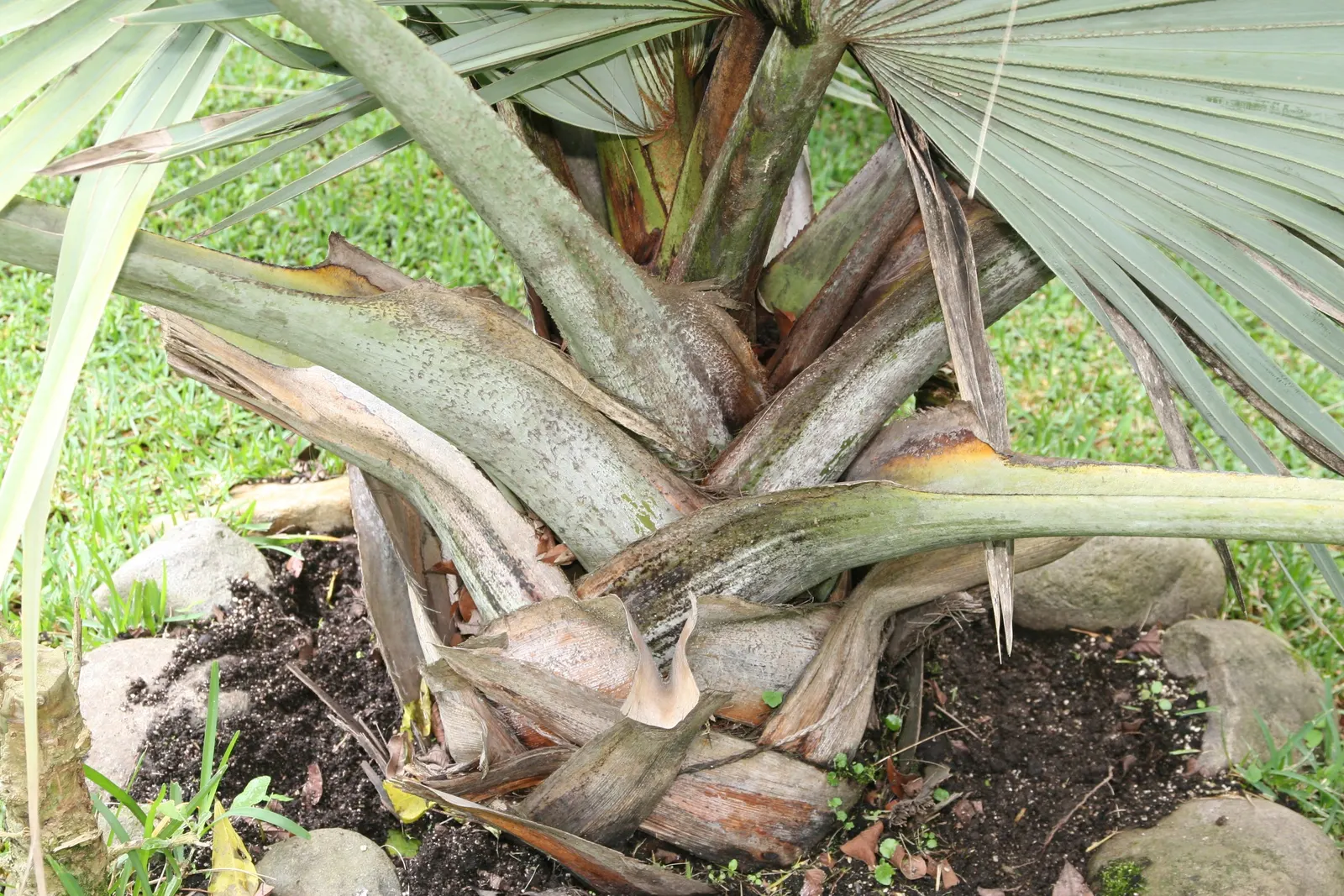 Bismarck Palm (Bismarckia Nobilis) — and consider its potential as a focal point or to line pathways and driveways; it's vital to allocate ample space for the