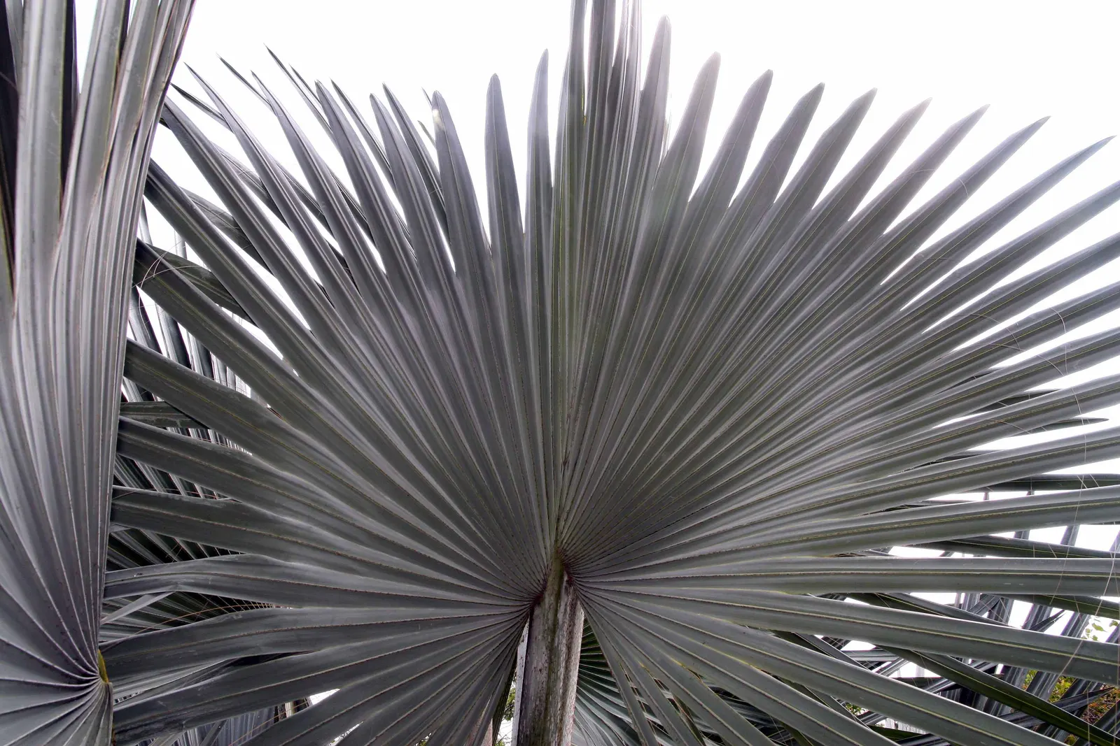 Bismarck Palm (Bismarckia Nobilis) — and forming a grand crown; it's vital to allocate ample space for the Bismarck Palm
