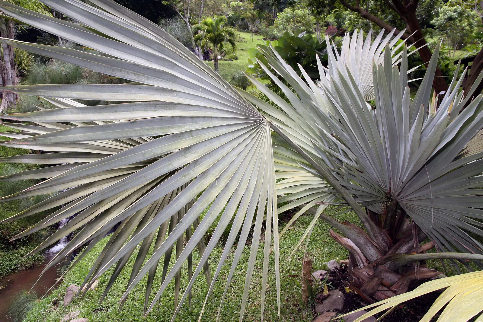 Bismarck Palm (Bismarckia Nobilis) — This low-maintenance palm is not only drought-tolerant but also resistant to most pests and diseases