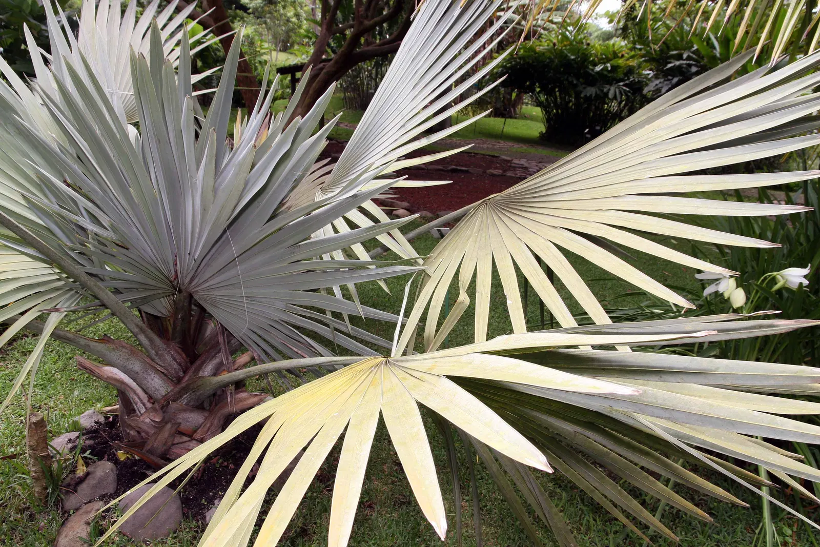 Bismarck Palm (Bismarckia Nobilis) — This low-maintenance palm is not only drought-tolerant but also resistant to most pests and diseases, image 60