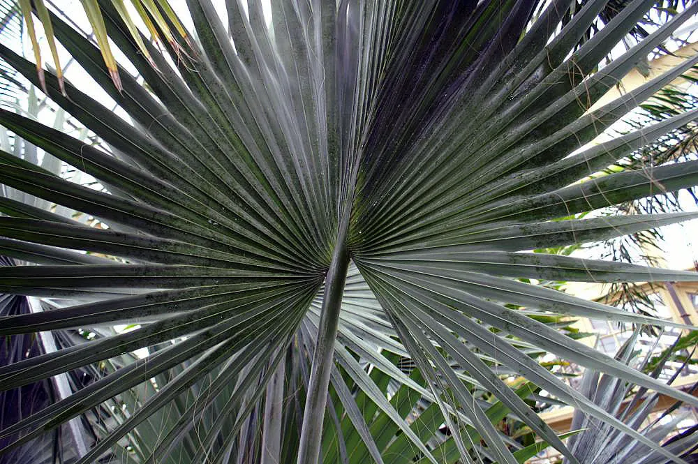 Bismarck Palm (Bismarckia Nobilis) — This low-maintenance palm is not only drought-tolerant but also resistant to most pests and diseases, image 81