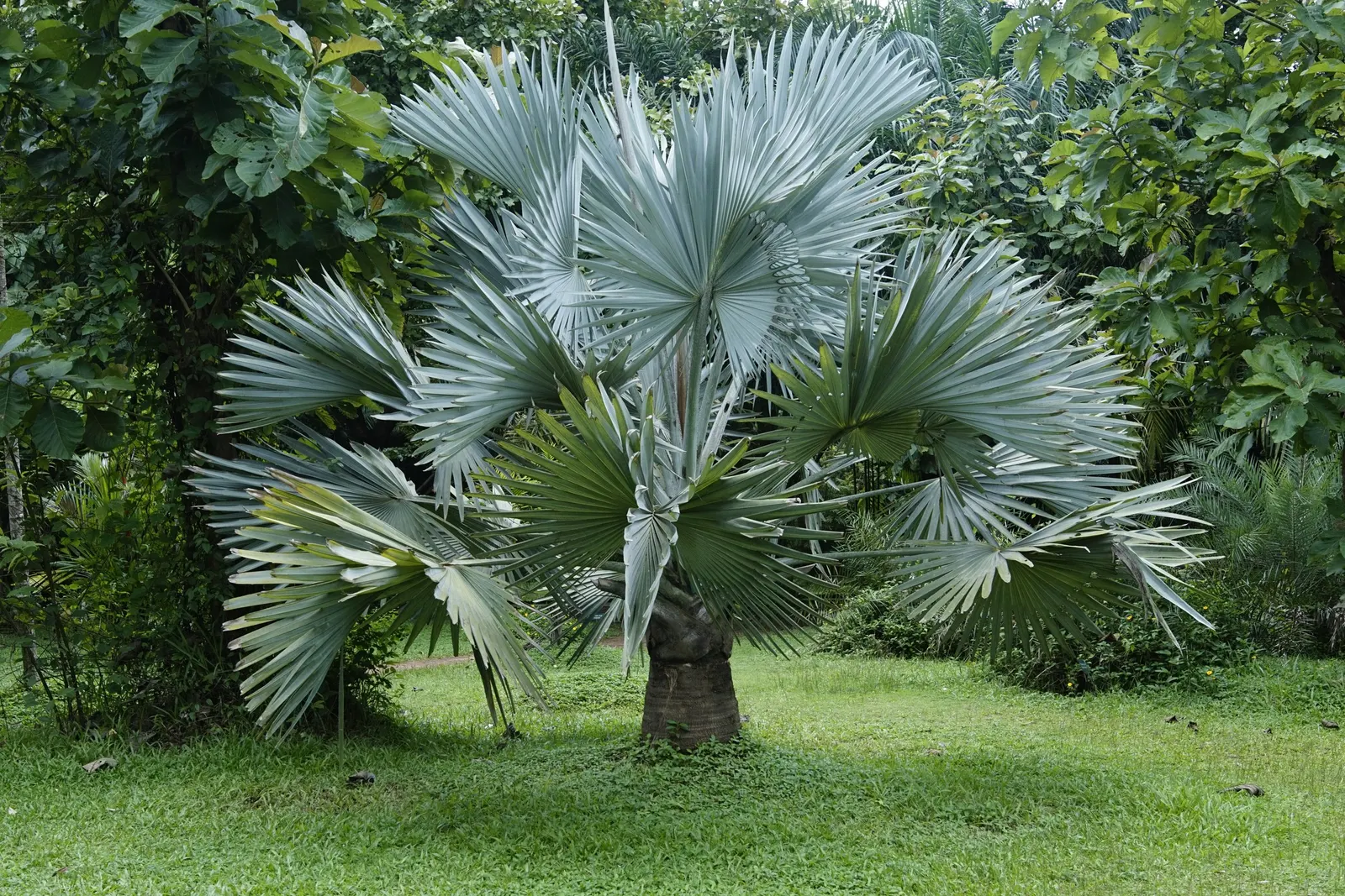 Bismarck Palm (Bismarckia Nobilis) — scientifically named Bismarckia nobilis; this low-maintenance palm is not only drought-tolerant but also, image 69