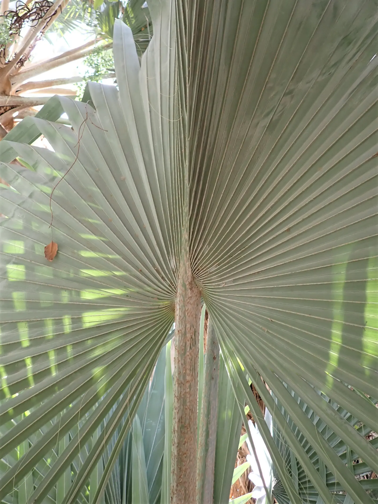 Bismarck Palm (Bismarckia Nobilis) — present a robust silhouette against any backdrop.<br><br>Hardy in USDA zones 10 to 11; it's vital to allocate, image 98