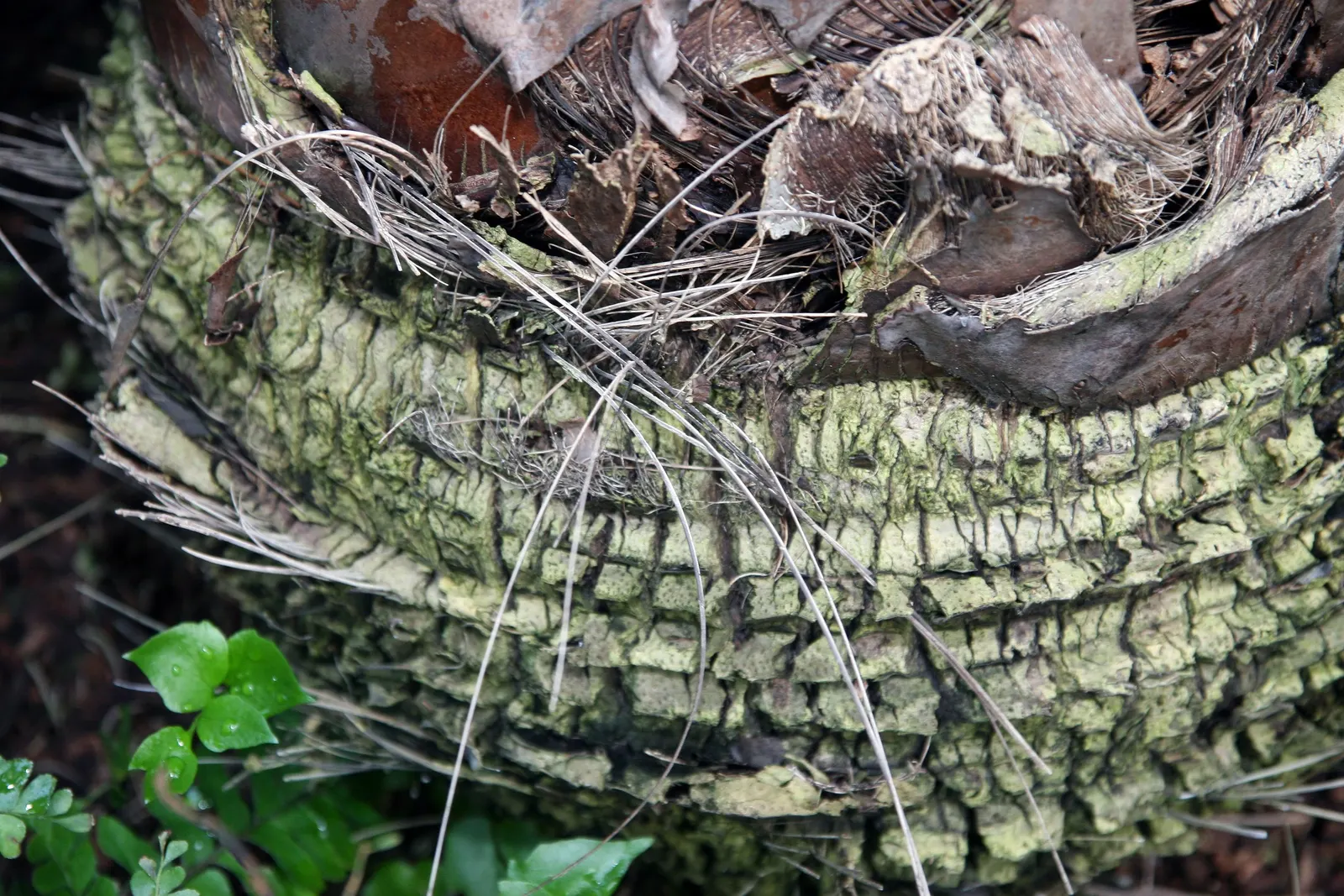 Bismarck Palm (Bismarckia Nobilis) — It's vital to allocate ample space for the Bismarck Palm, image 32