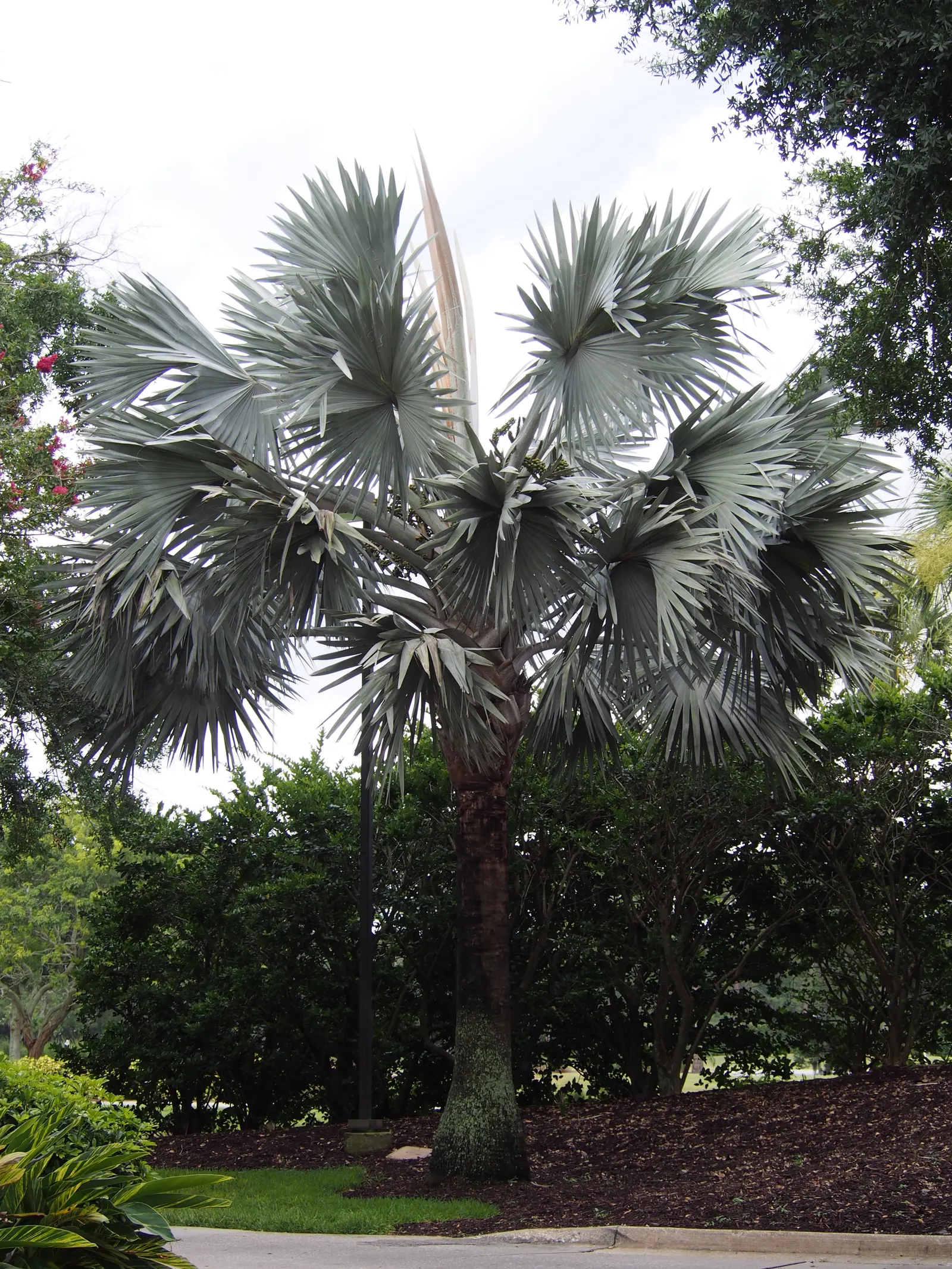 Bismarck Palm (Bismarckia Nobilis) — this palm is a staple in landscapes where a bold; this low-maintenance palm is not only drought-tolerant but, image 72