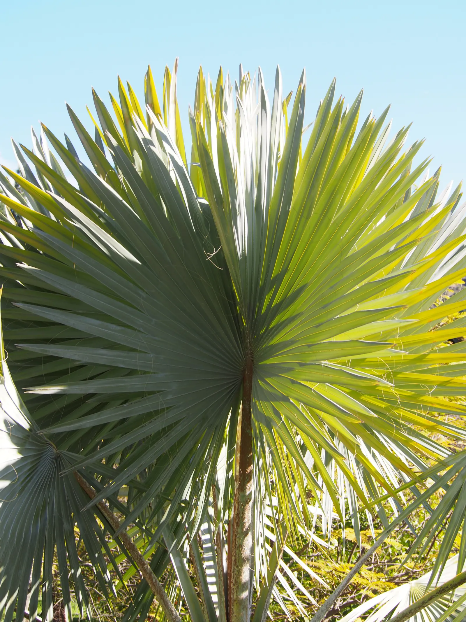 Bismarck Palm (Bismarckia Nobilis) — palm for full; this low-maintenance palm is not only drought-tolerant but also resistant to most pests and, image 63