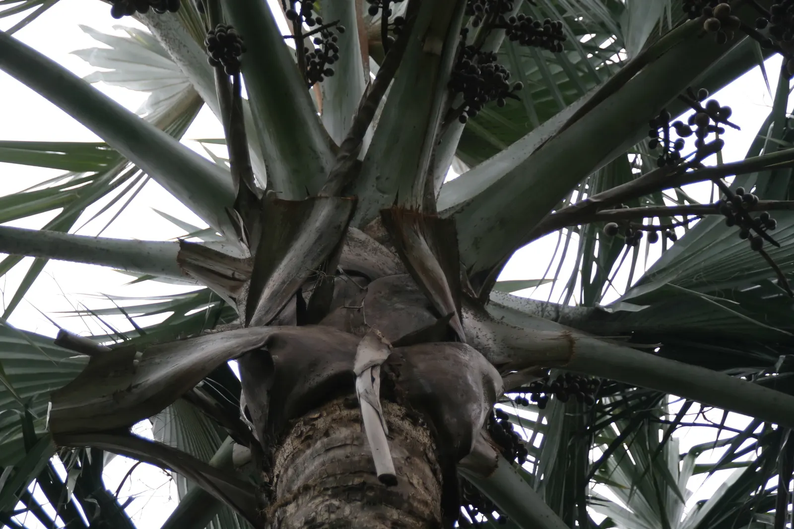 Bismarck Palm (Bismarckia Nobilis) — It thrives in full sun and well-draining soil, bringing a tropical flair to landscapes, image 88