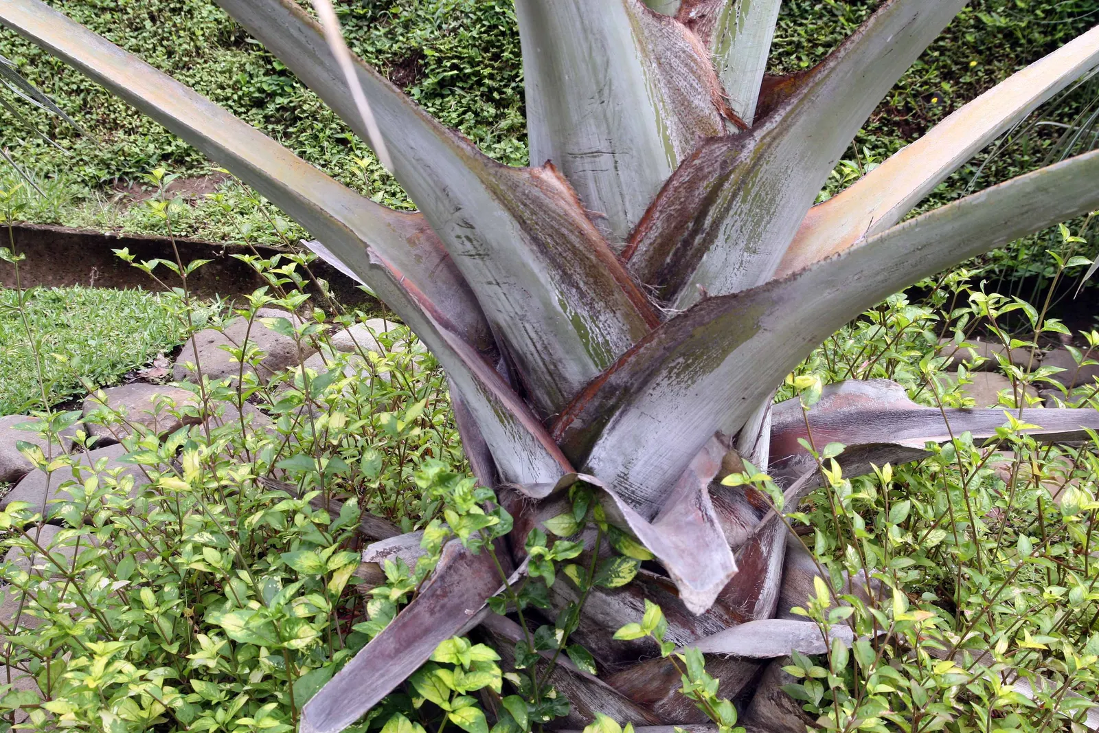 Bismarck Palm (Bismarckia Nobilis) — present a robust silhouette against any backdrop.<br><br>Hardy in USDA zones 10 to 11; it's vital to allocate, image 56