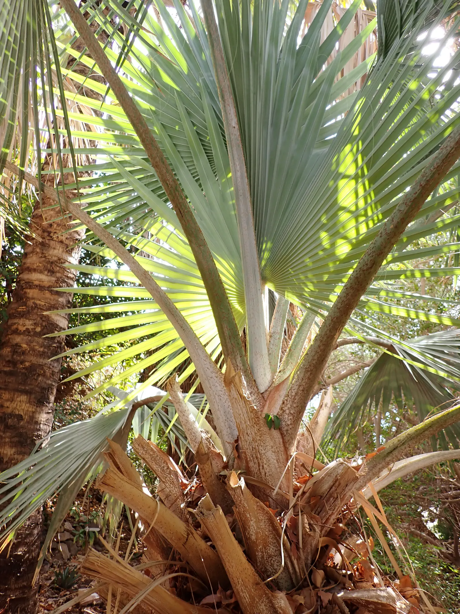 Bismarck Palm (Bismarckia Nobilis) — is a stunning statement piece with its silver-blue fronds; it thrives in full sun and well-draining soil, image 85