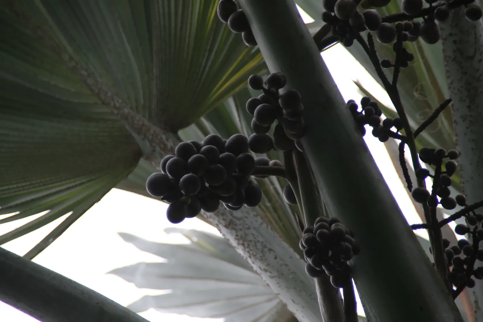 Bismarck Palm (Bismarckia Nobilis) — Hardy and drought-tolerant, it's ideal as a focal plant in spacious gardens