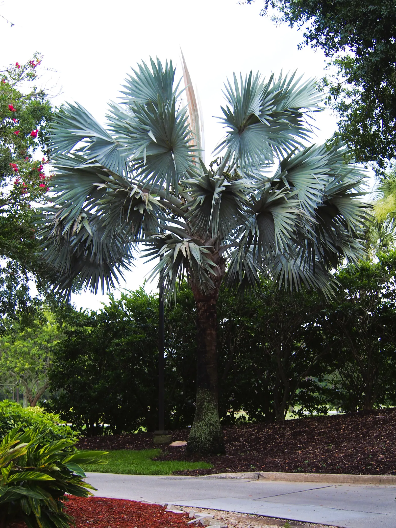 Bismarck Palm (Bismarckia Nobilis) — It thrives in well-drained soil conditions and demonstrates a moderate tolerance to drought once established, image 58
