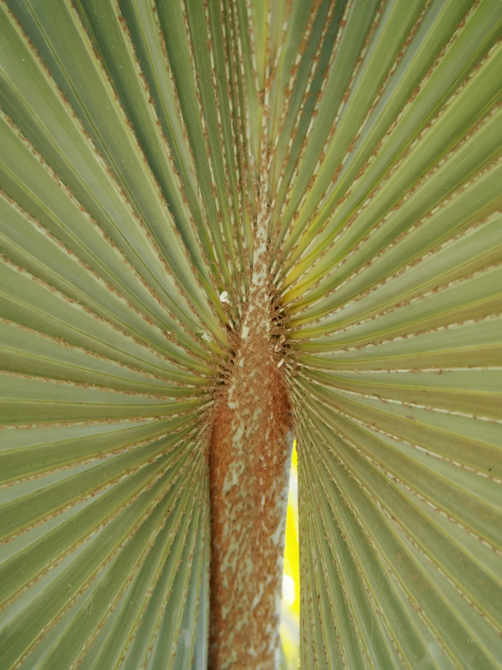 Bismarck Palm (Bismarckia Nobilis) — tropical aesthetic is desired; it thrives in full sun and well-draining soil, bringing a tropical flair to landscapes