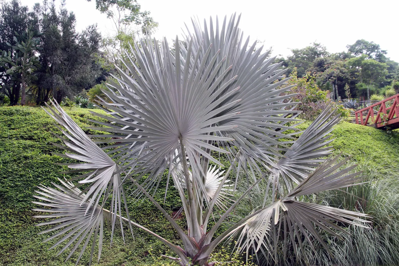 Bismarck Palm (Bismarckia Nobilis) — present a robust silhouette against any backdrop.<br><br>Hardy in USDA zones 10 to 11