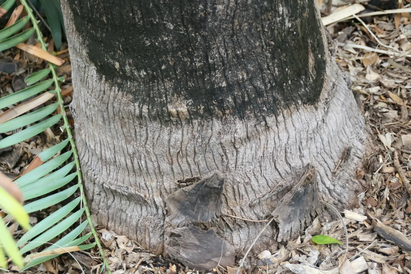Bismarck Palm (Bismarckia Nobilis) — This low-maintenance palm is not only drought-tolerant but also resistant to most pests and diseases, image 39