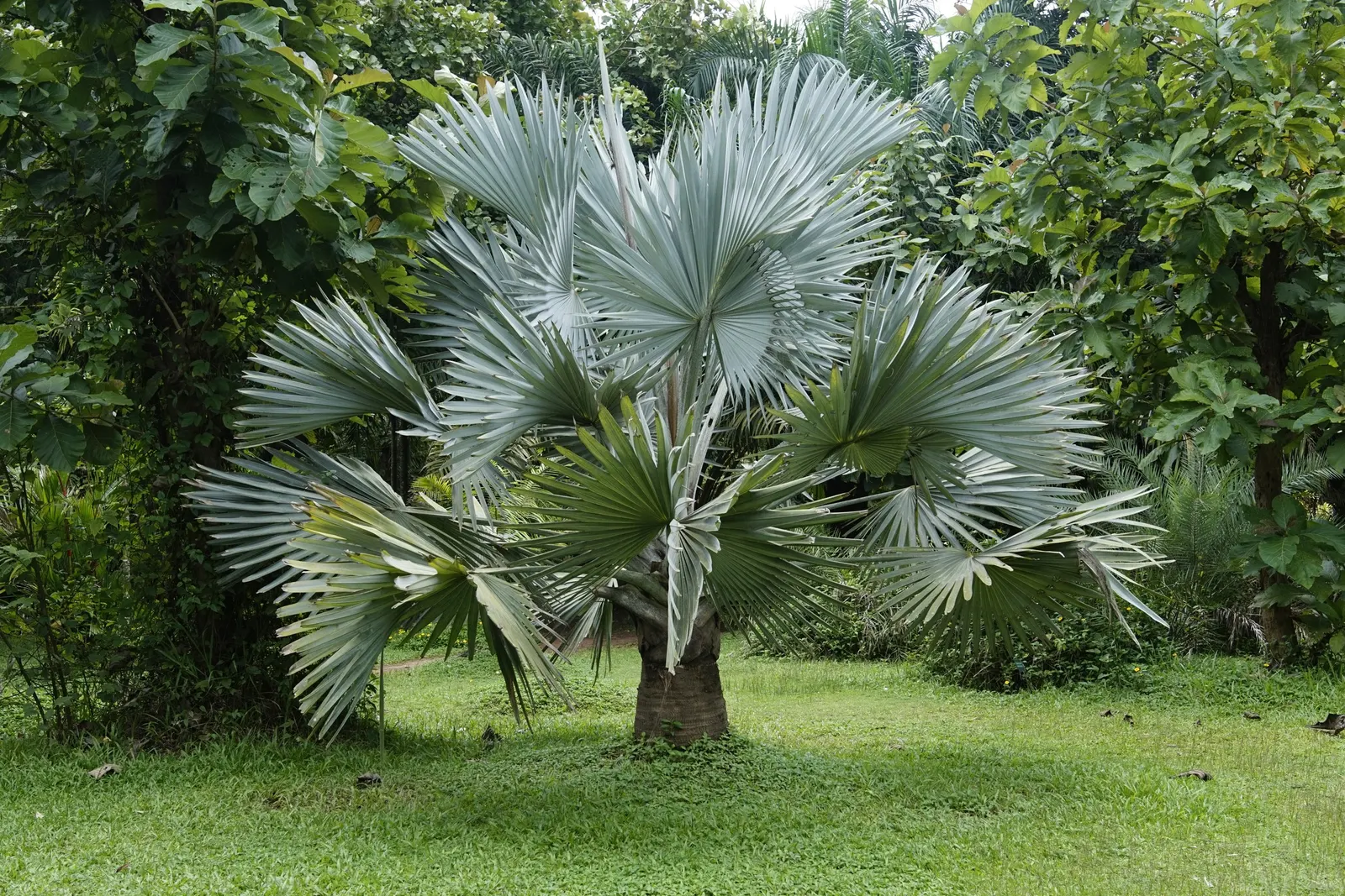 Bismarck Palm (Bismarckia Nobilis) — It's vital to allocate ample space for the Bismarck Palm, image 74