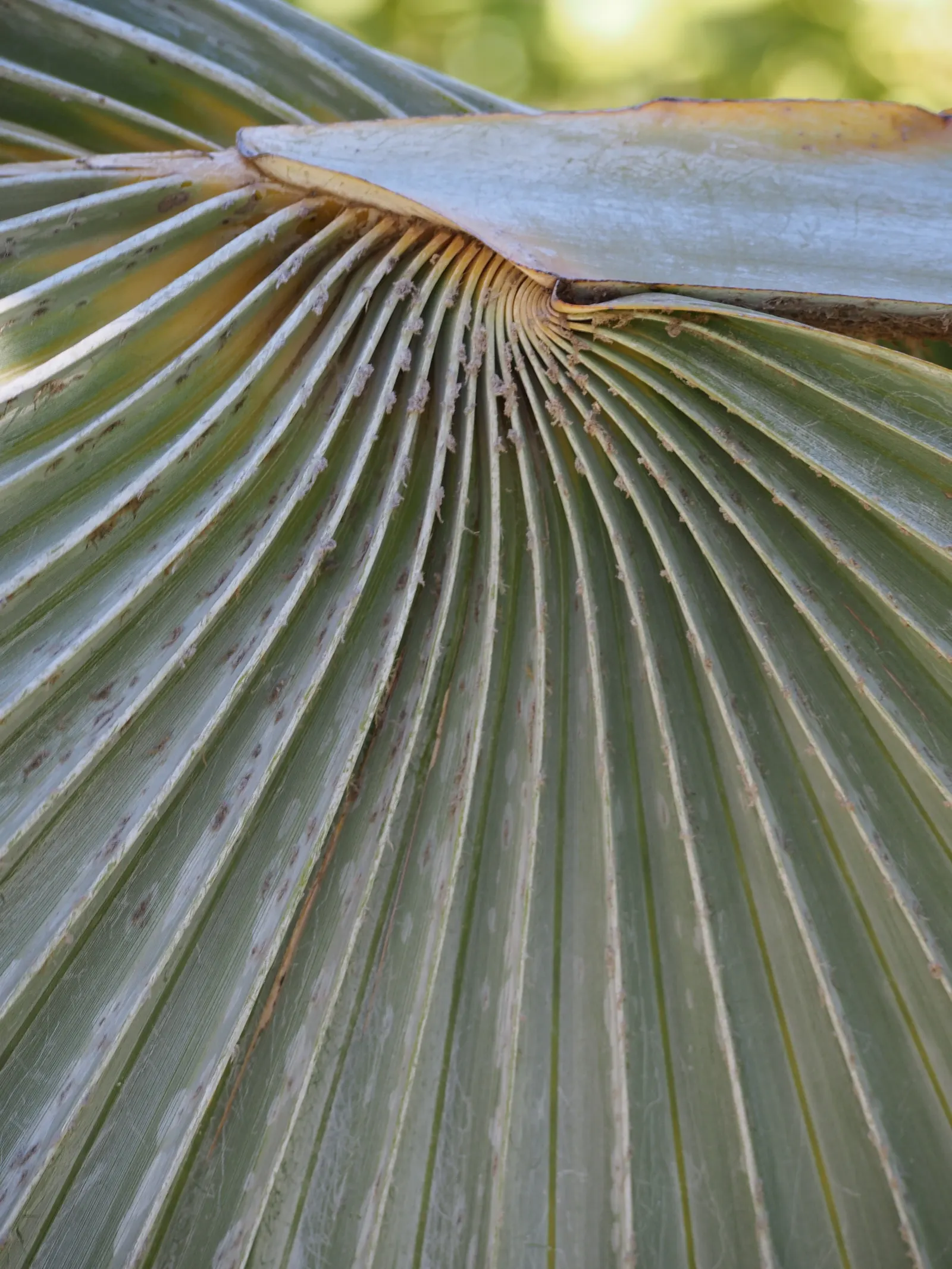 Bismarck Palm (Bismarckia Nobilis) — It thrives in well-drained soil conditions and demonstrates a moderate tolerance to drought once established, image 100