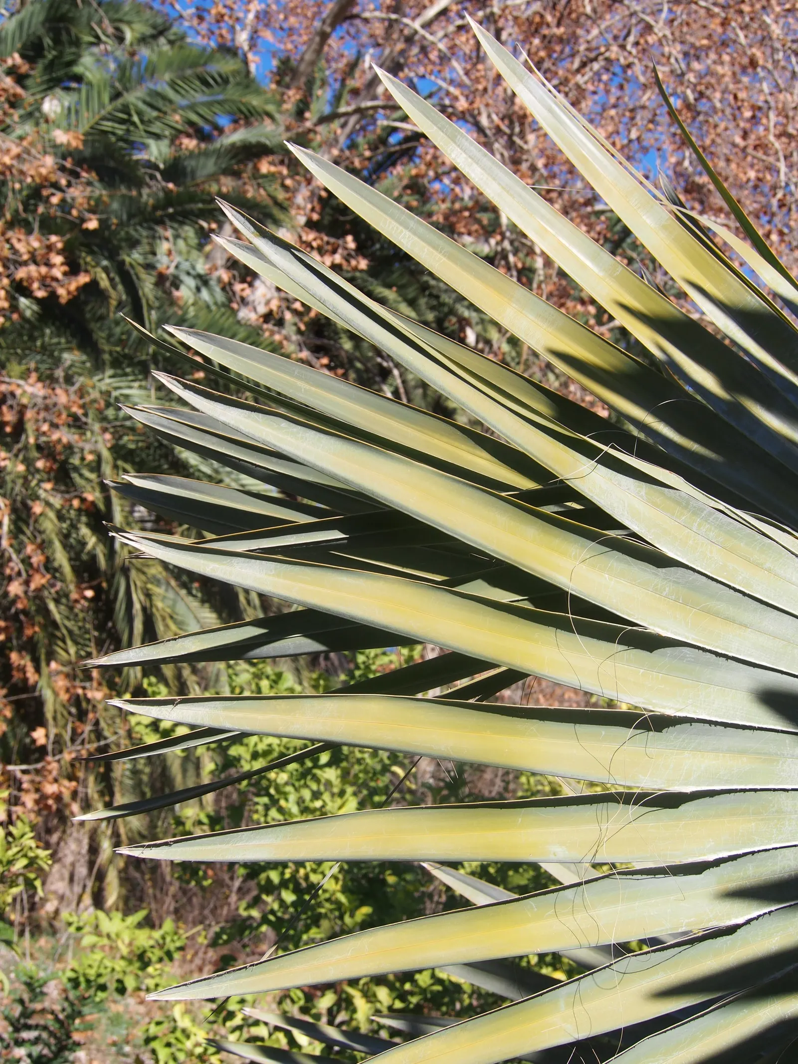 Bismarck Palm (Bismarckia Nobilis) — is a commanding and visually striking species native to the grasslands of Madagascar