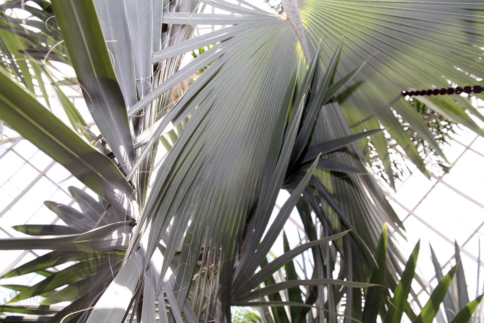 Bismarck Palm (Bismarckia Nobilis) — the Bismarck Palm prefers a full sun exposure for optimal growth and coloration; this low-maintenance palm is, image 78