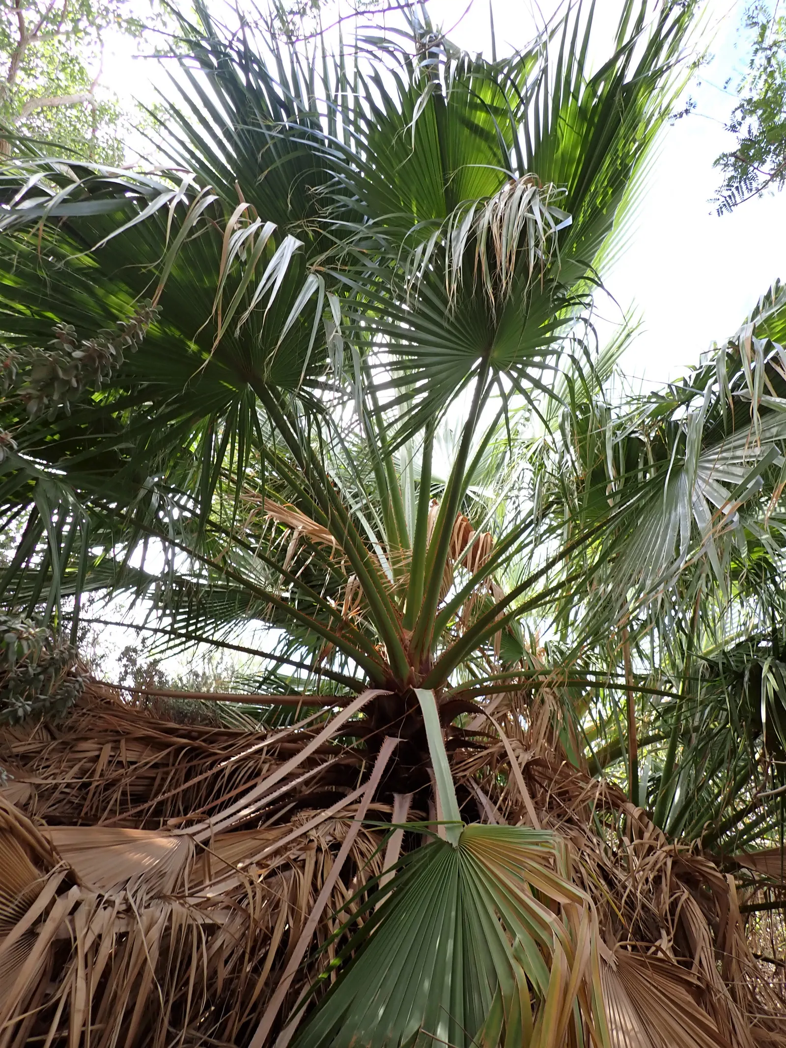 Bismarck Palm (Bismarckia Nobilis) — requiring minimal supplemental watering; it's vital to allocate ample space for the Bismarck Palm, image 80