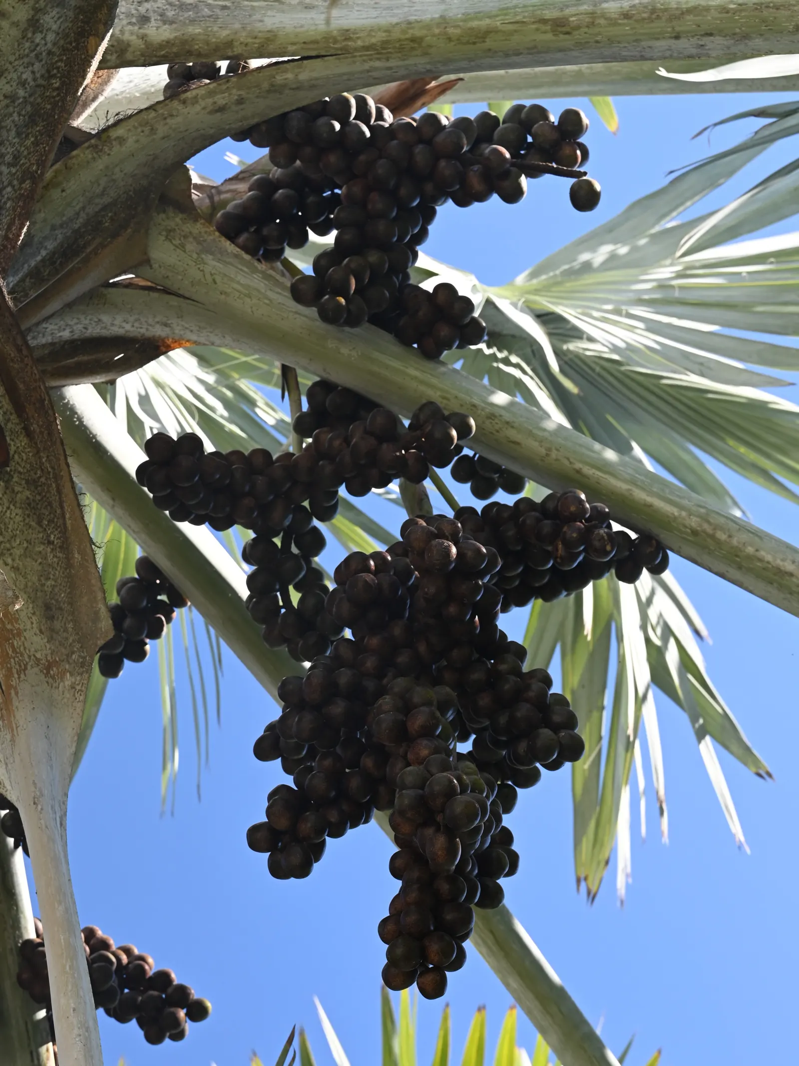 Bismarck Palm (Bismarckia Nobilis) — tropical aesthetic is desired; it thrives in full sun and well-draining soil, bringing a tropical flair to, image 52