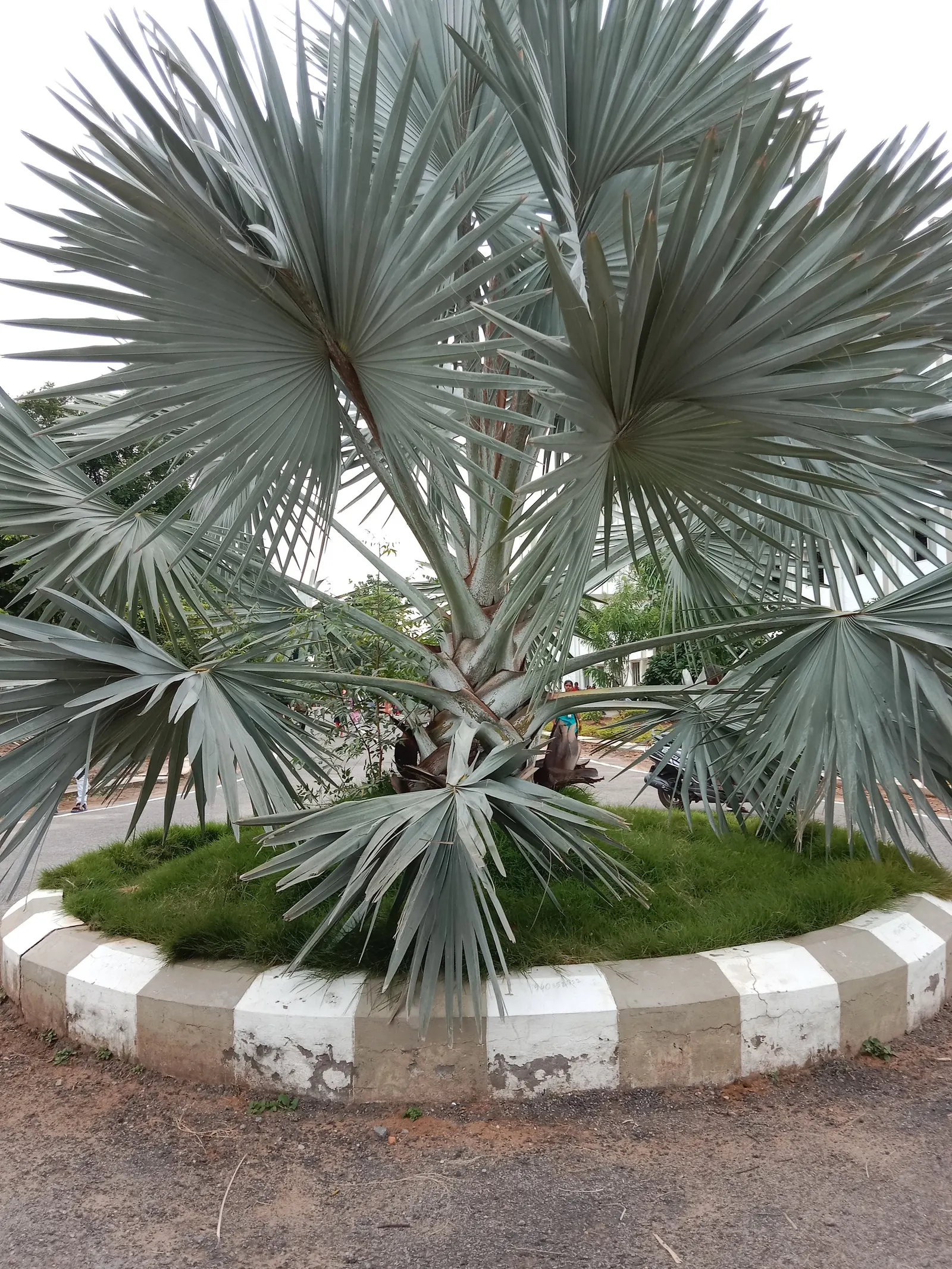 Bismarck Palm (Bismarckia Nobilis) — This fan palm can reach a height of up to 60 ft with a spread of 10-16 ft