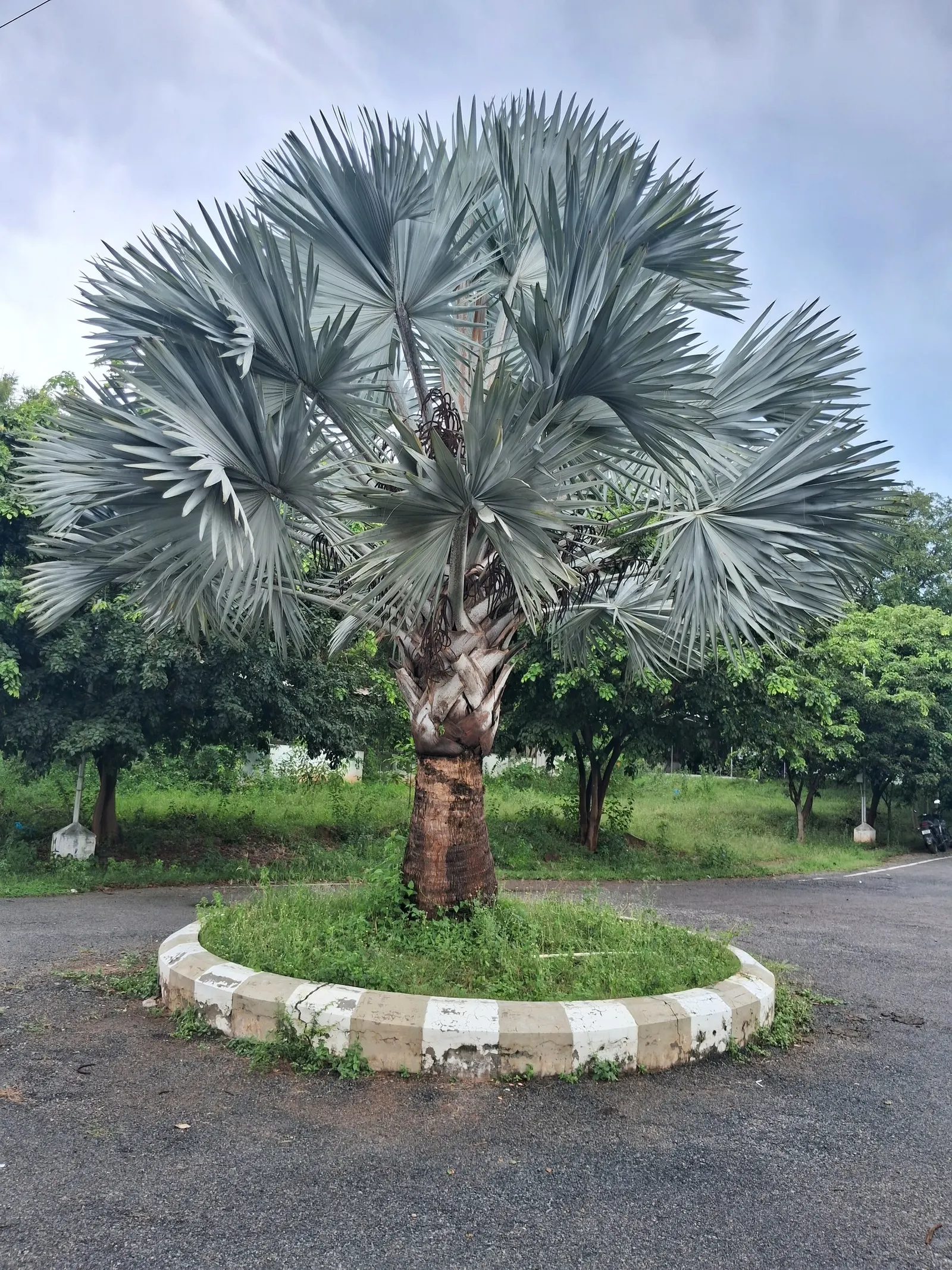 Bismarck Palm (Bismarckia Nobilis) — requiring minimal supplemental watering; it's vital to allocate ample space for the Bismarck Palm, image 101