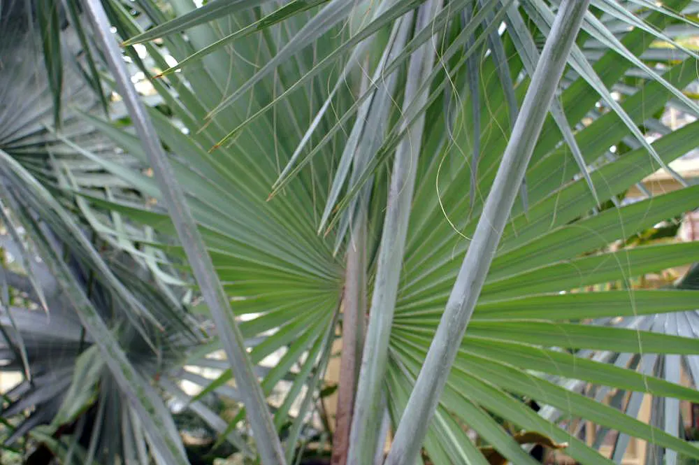 Bismarck Palm (Bismarckia Nobilis) — ensure sufficient space to accommodate its grand scale; it thrives in full sun and well-draining soil, image 61