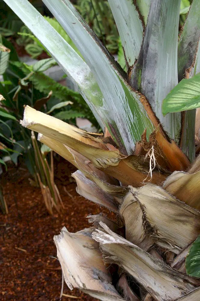Bismarck Palm (Bismarckia Nobilis) — present a robust silhouette against any backdrop.<br><br>Hardy in USDA zones 10 to 11; it's vital to allocate, image 77