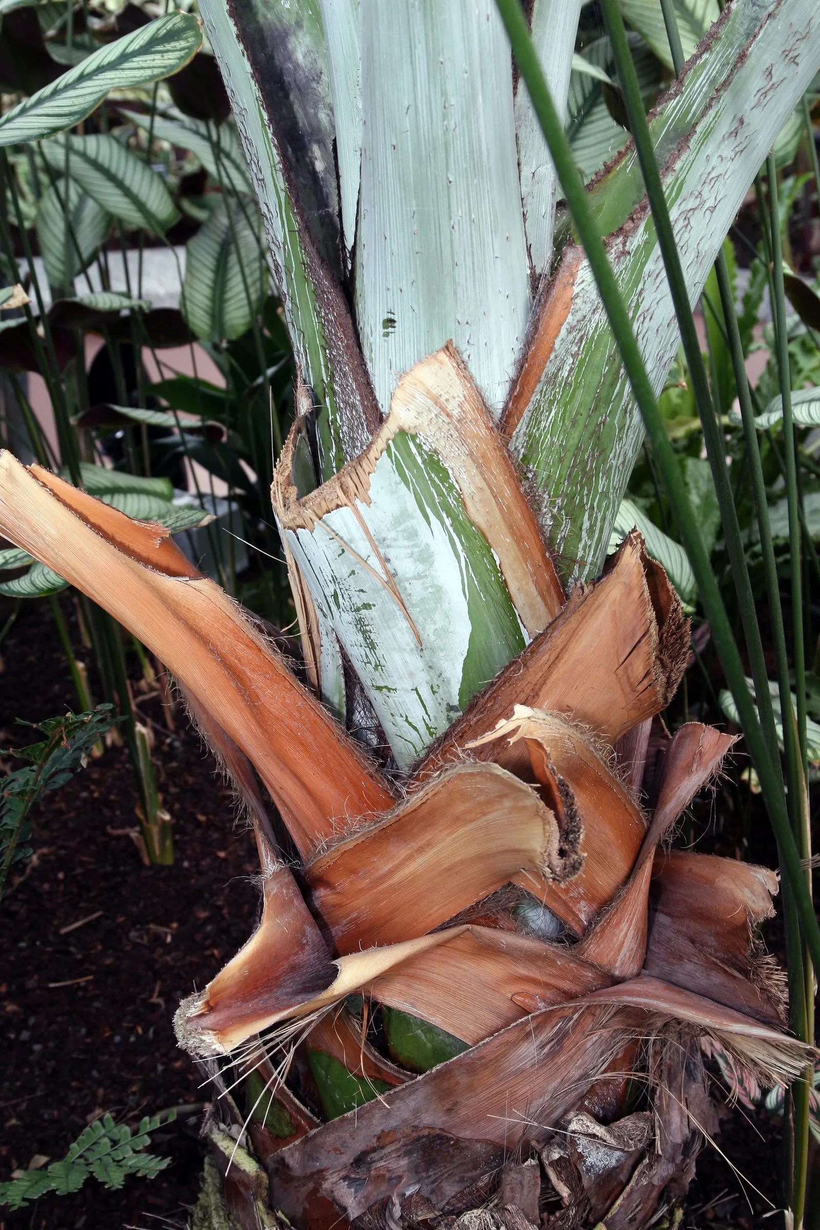 Bismarck Palm (Bismarckia Nobilis) — It's vital to allocate ample space for the Bismarck Palm, image 95