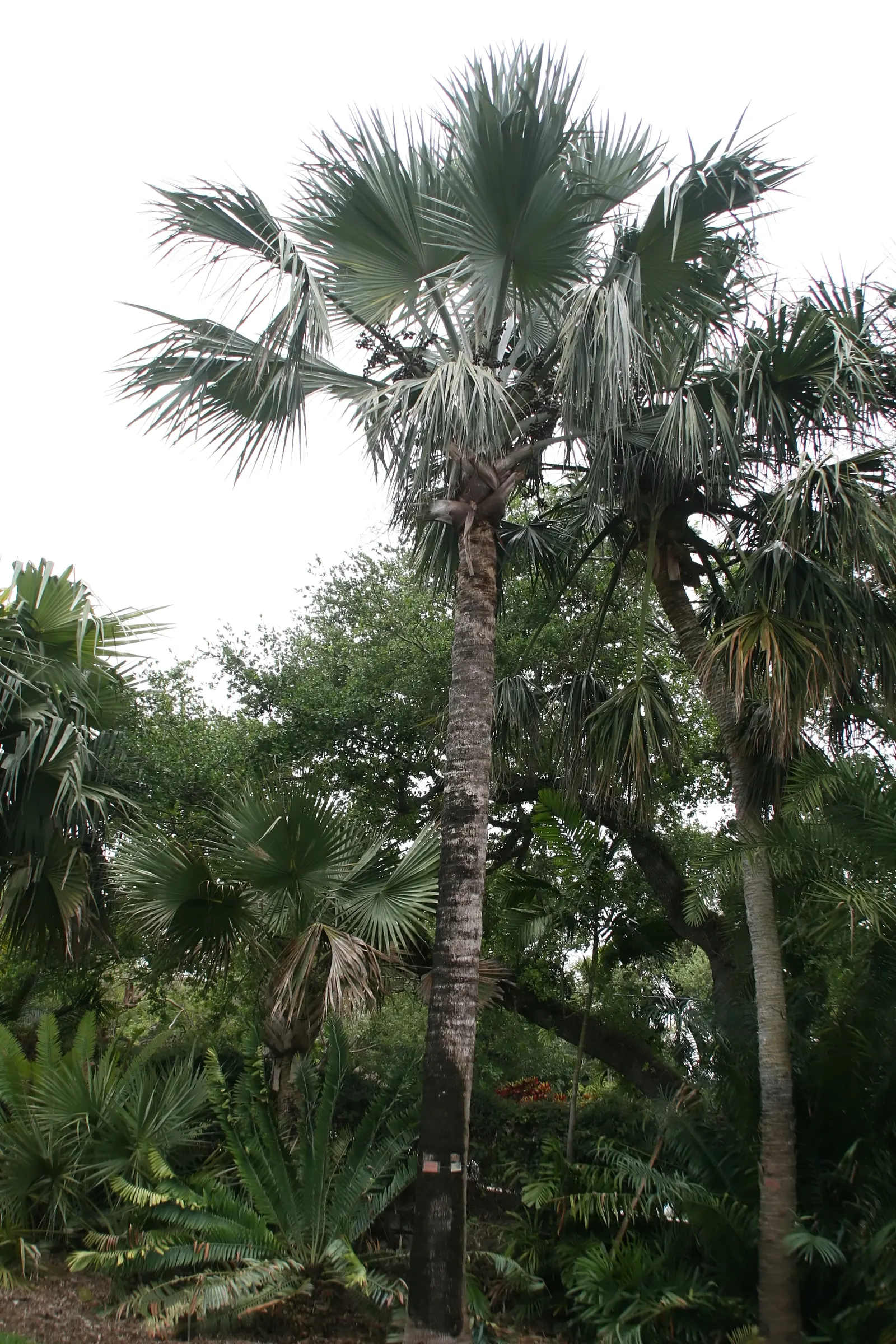 Bismarck Palm (Bismarckia Nobilis) — the Bismarck Palm prefers a full sun exposure for optimal growth and coloration; this low-maintenance palm is, image 99