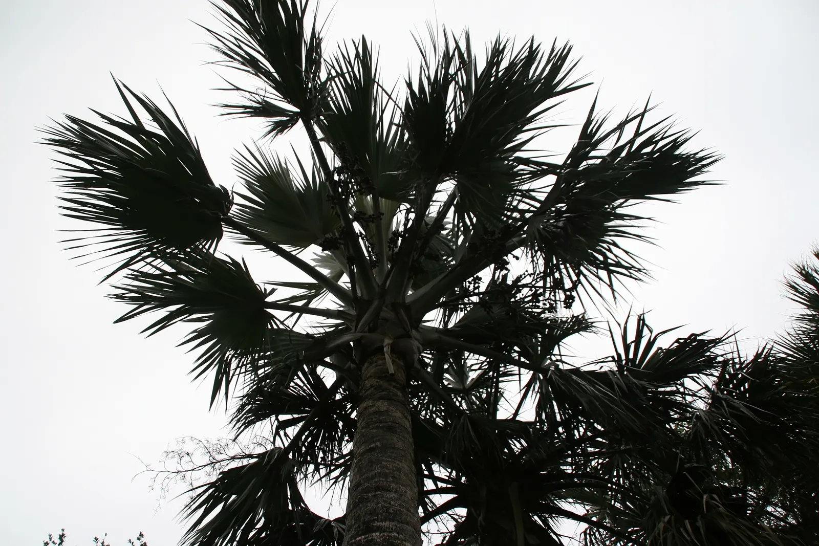 Bismarck Palm (Bismarckia Nobilis) — palm for full; this low-maintenance palm is not only drought-tolerant but also resistant to most pests and, image 84