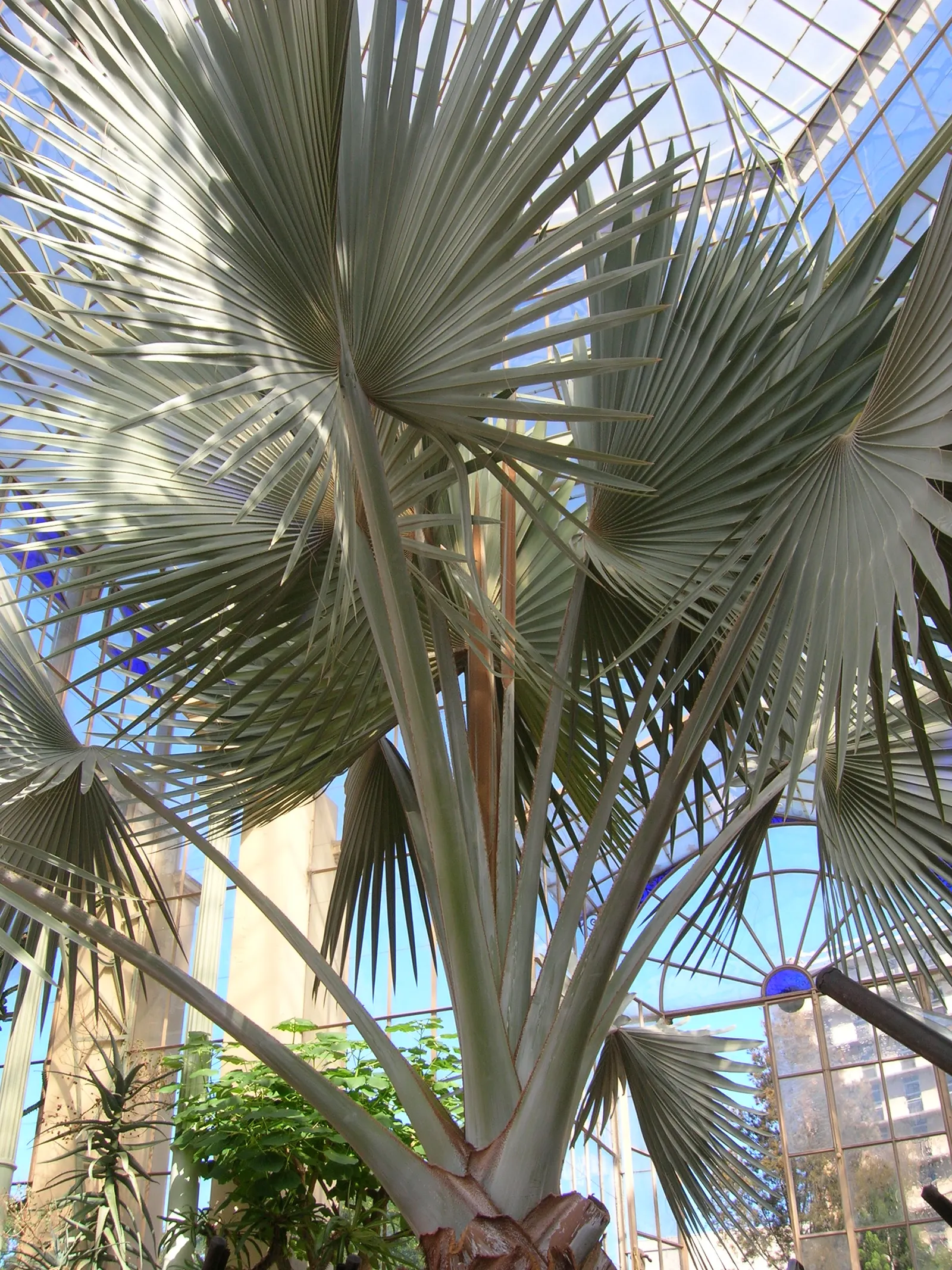Bismarck Palm (Bismarckia Nobilis) — requiring minimal supplemental watering; it's vital to allocate ample space for the Bismarck Palm, image 59