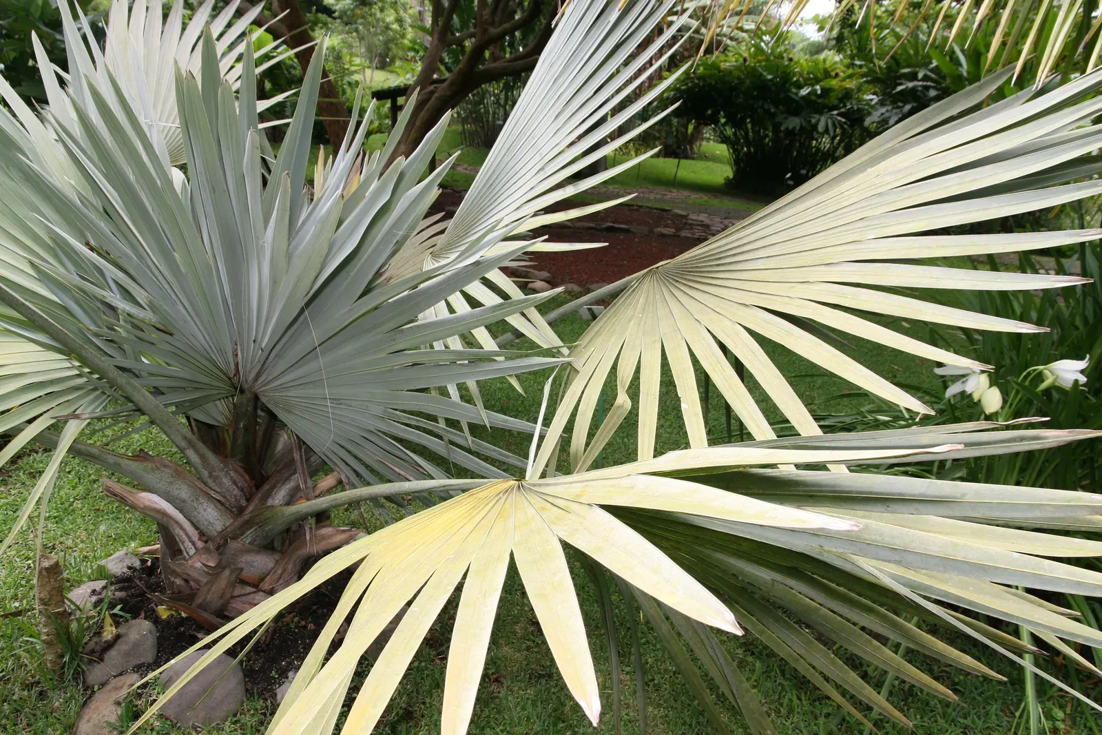 Bismarck Palm (Bismarckia Nobilis) — and consider its potential as a focal point or to line pathways and driveways; it's vital to allocate ample, image 62