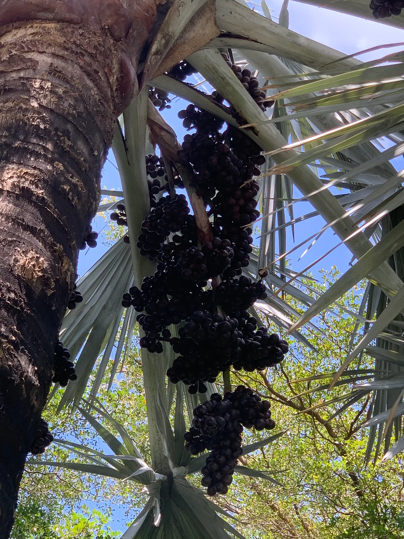 Bismarck Palm (Bismarckia Nobilis) — this palm is a staple in landscapes where a bold; this low-maintenance palm is not only drought-tolerant but, image 93