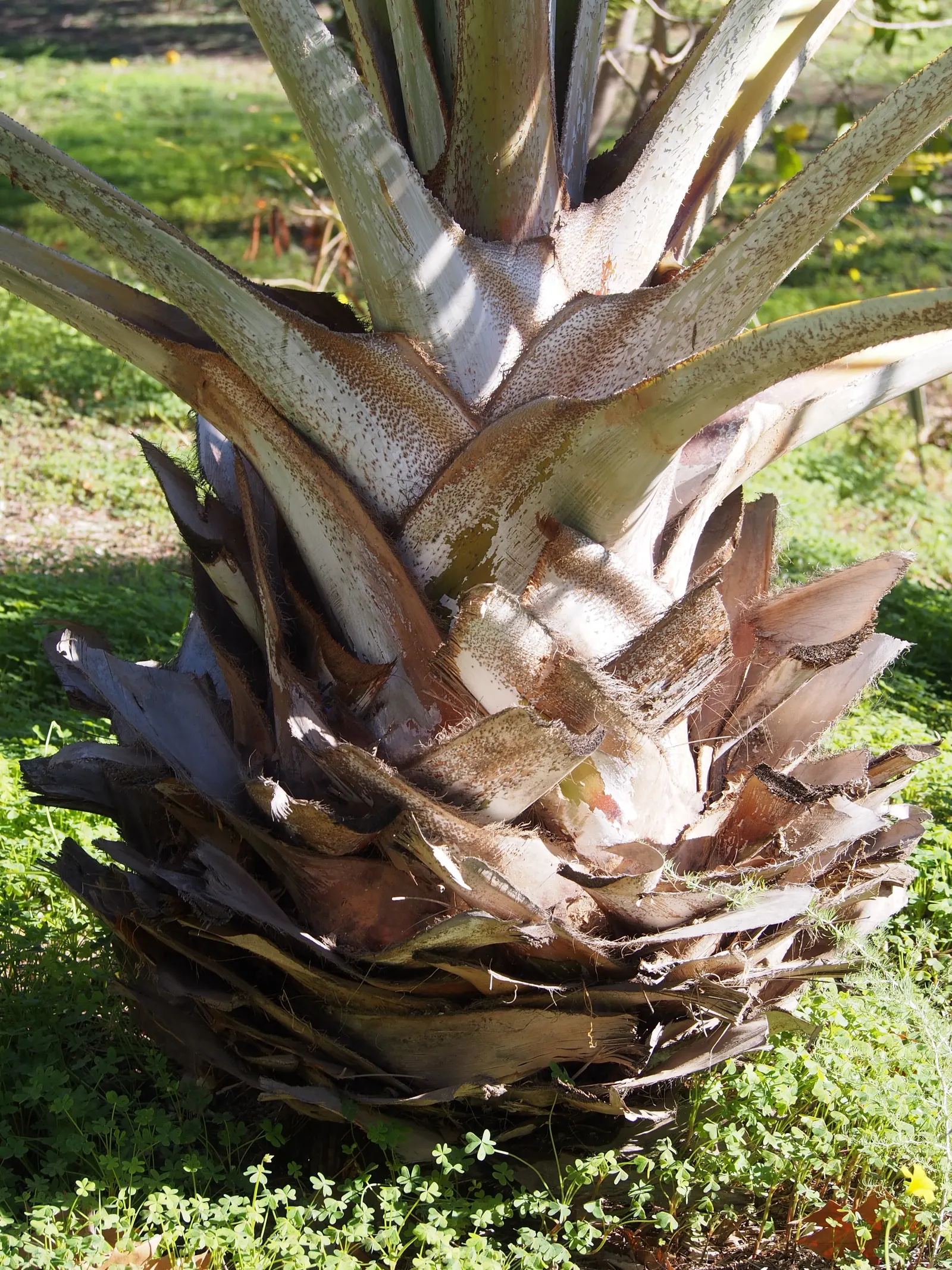 Bismarck Palm (Bismarckia Nobilis) — Hardy and drought-tolerant, it's ideal as a focal plant in spacious gardens; it's vital to allocate ample, image 47