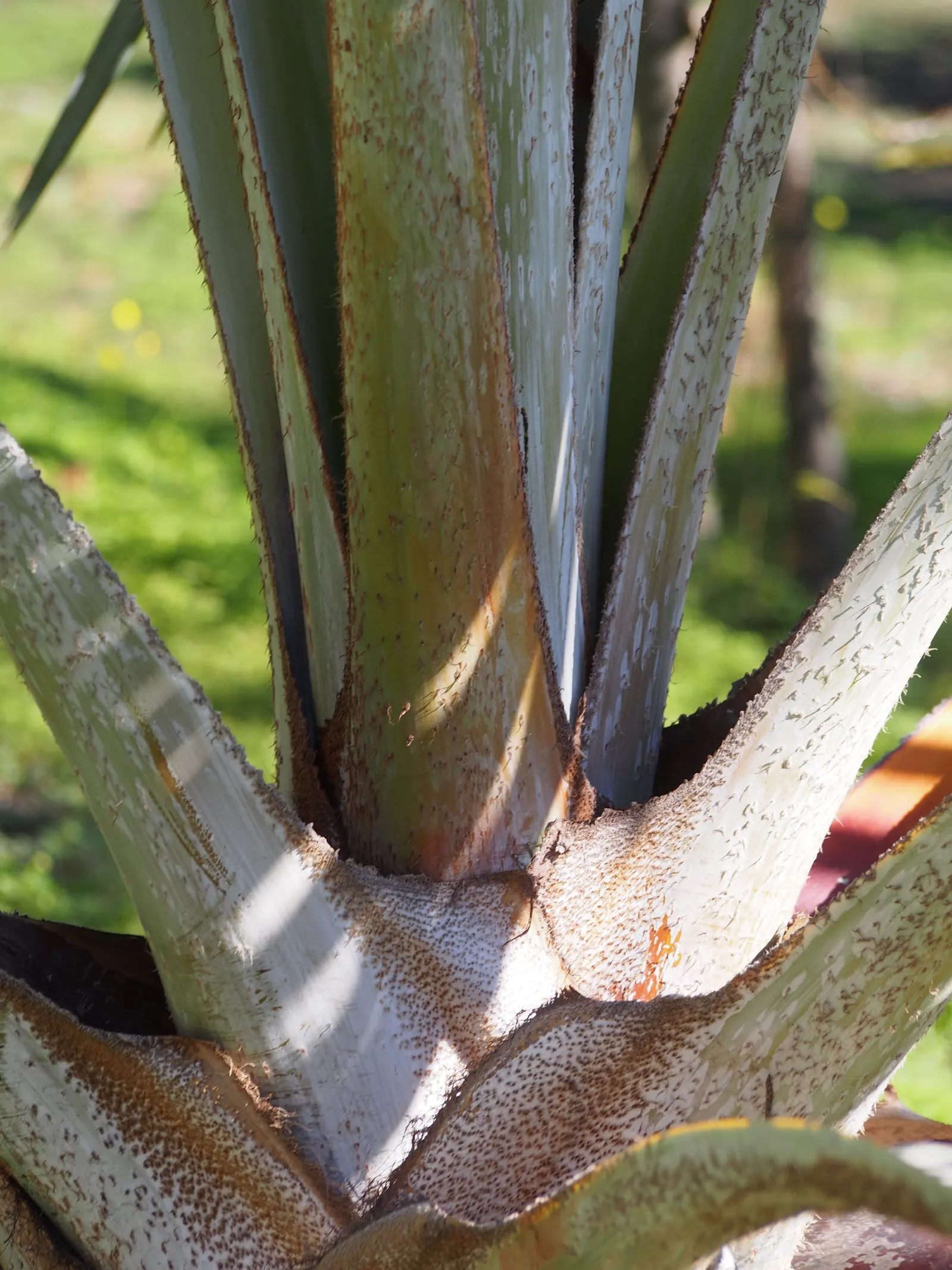 Bismarck Palm (Bismarckia Nobilis) — ensure sufficient space to accommodate its grand scale