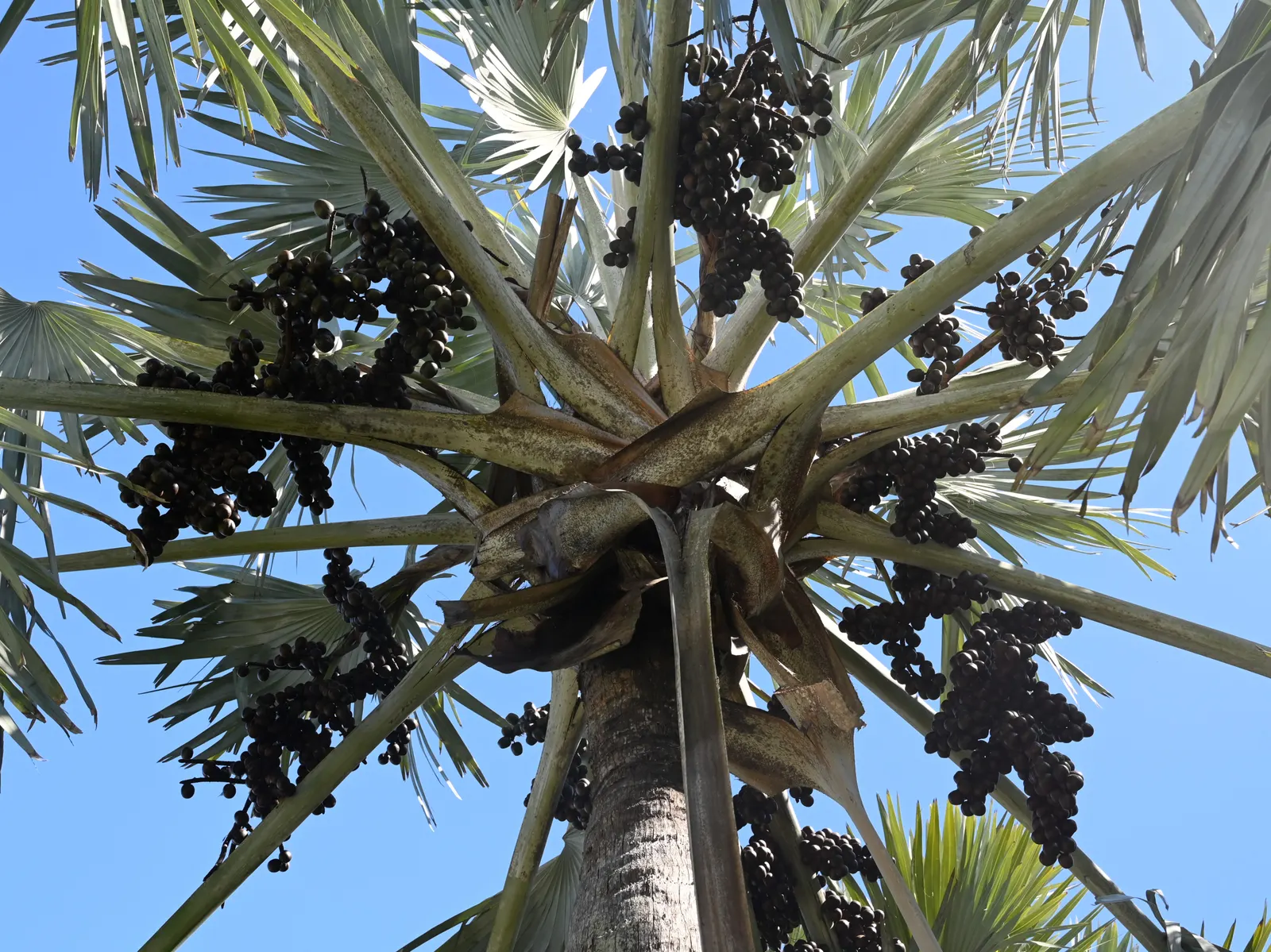 Bismarck Palm (Bismarckia Nobilis) — It thrives in full sun and well-draining soil, bringing a tropical flair to landscapes