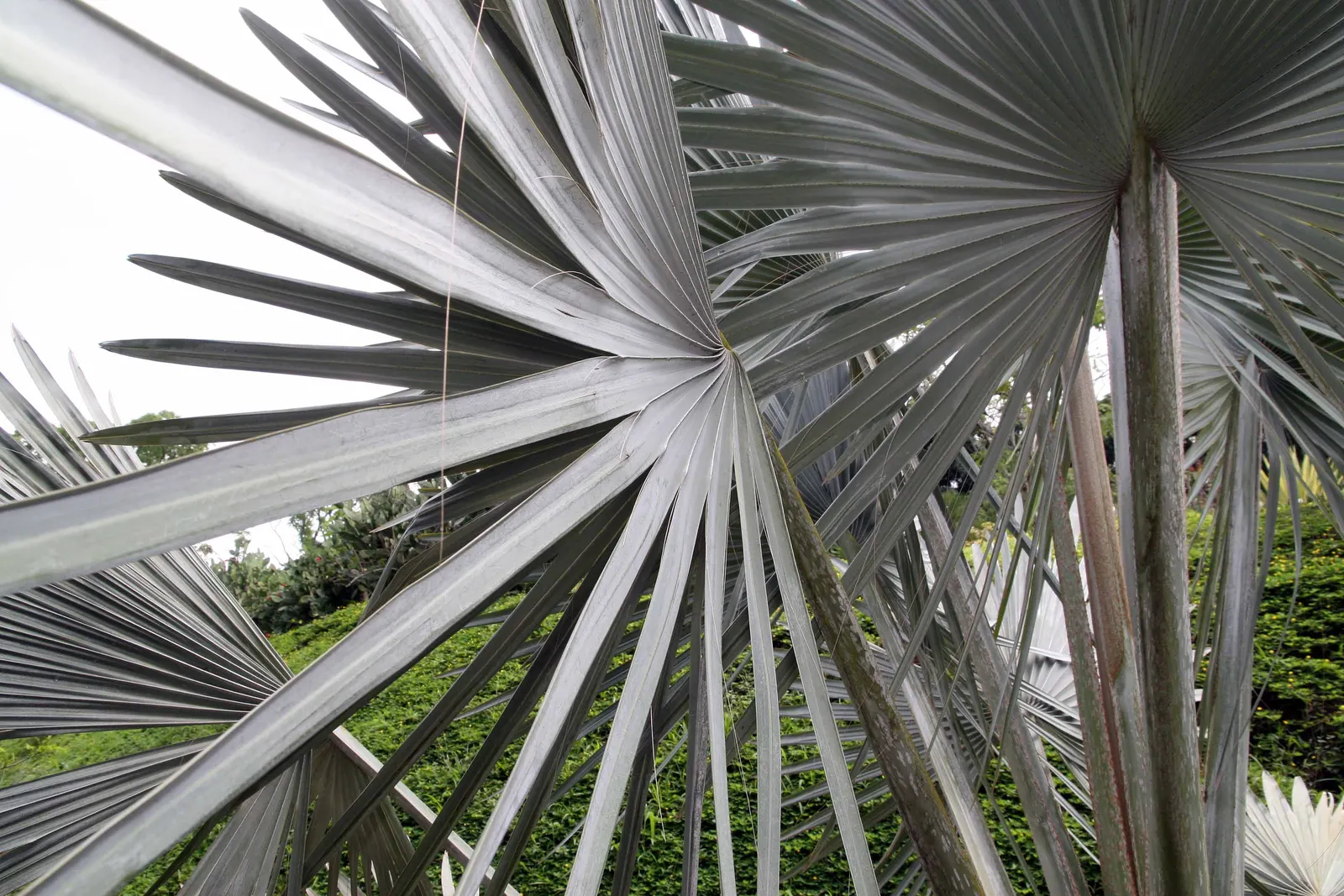 Bismarck Palm (Bismarckia Nobilis) — Renowned for its majestic silver-blue foliage